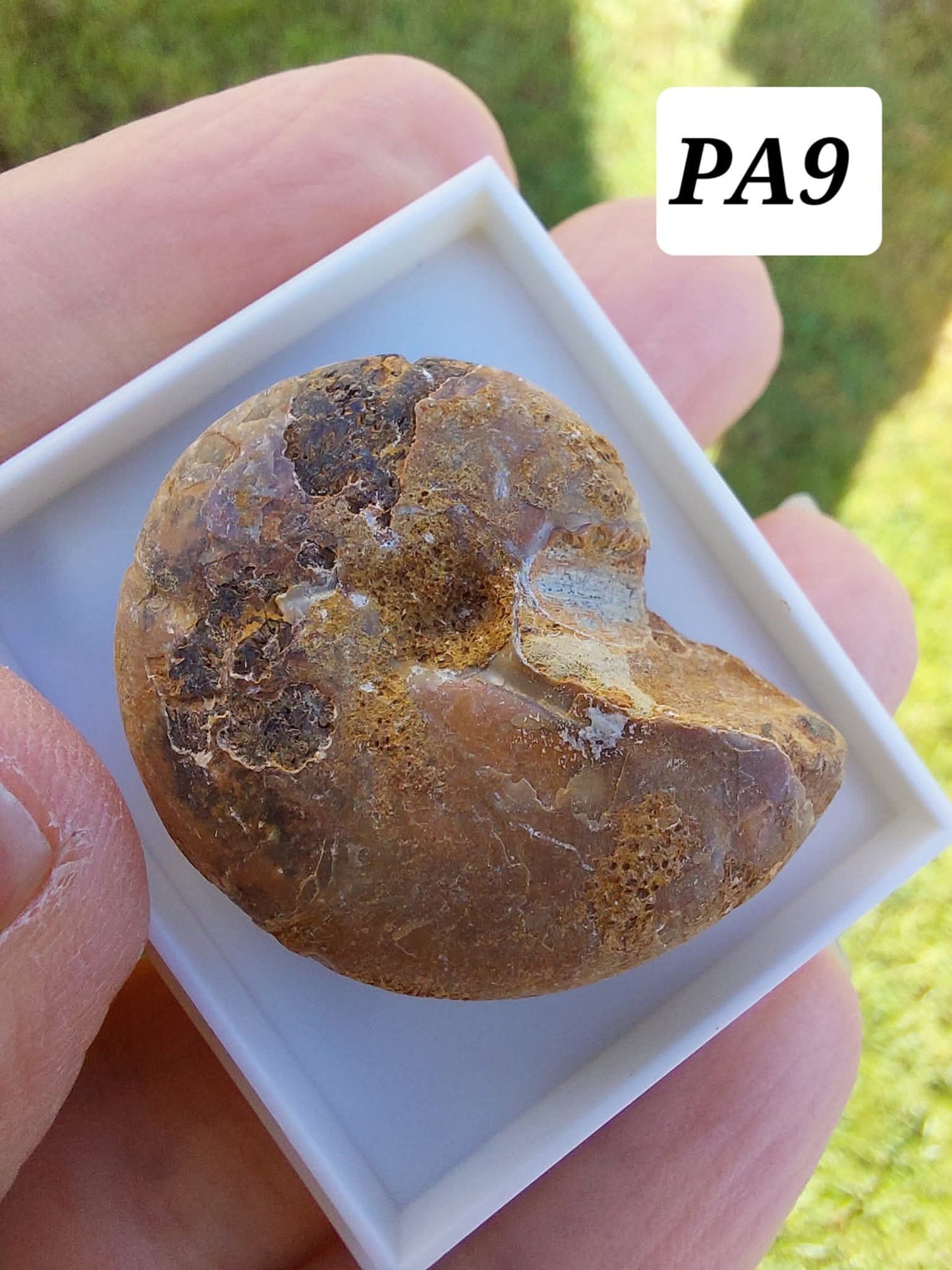 Phylloceras Ammonite, Fossil (Ref: PA9)