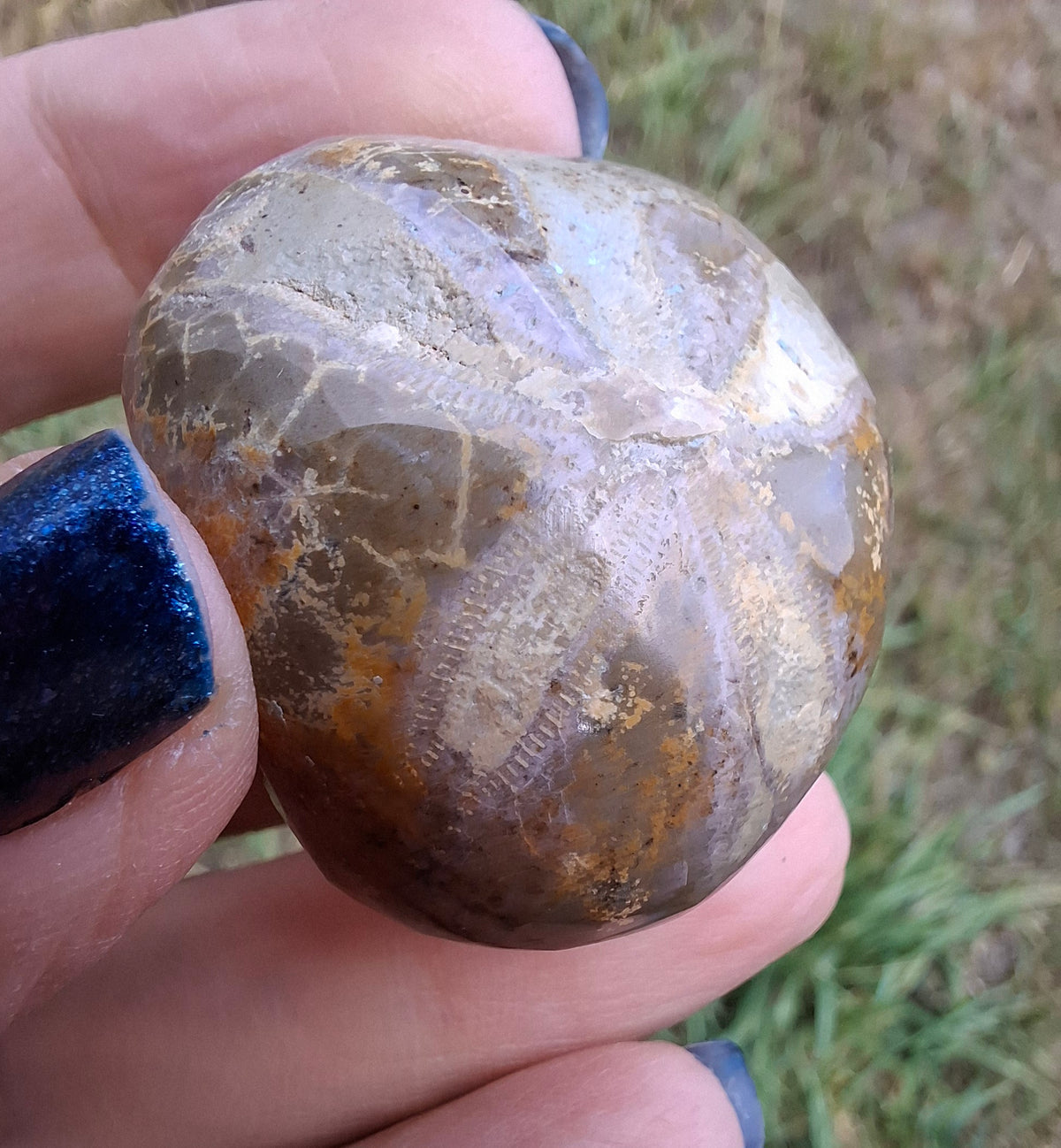 Polished Sea Urchin, Fossil (Ref: SU5)