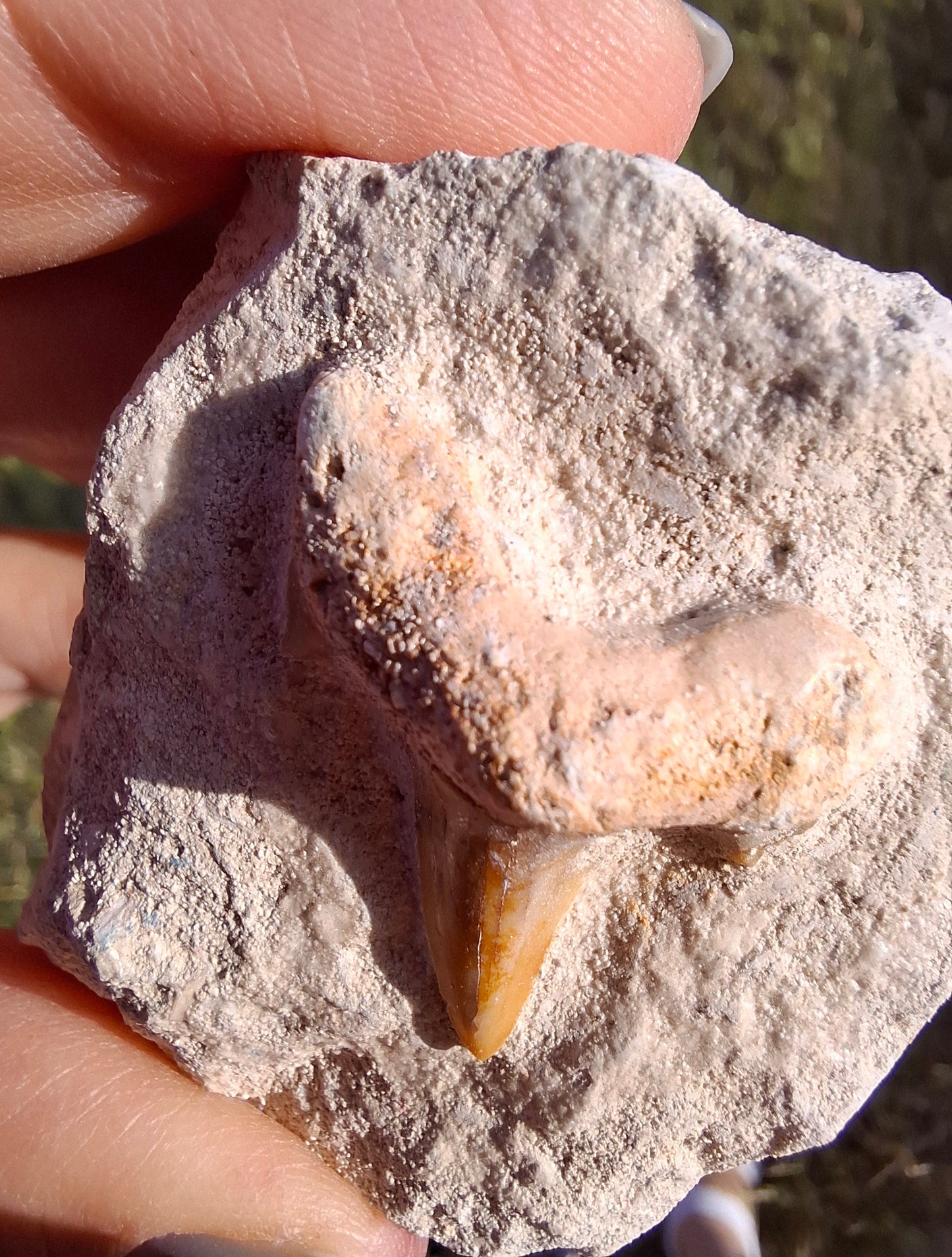 Otodus Shark Tooth in rock, Fossil (Ref: OT1)