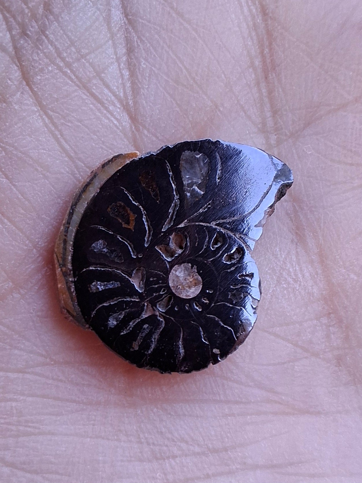 Small Haematite Ammonite HALF, 1.32g, Fossil (Ref: MA5)