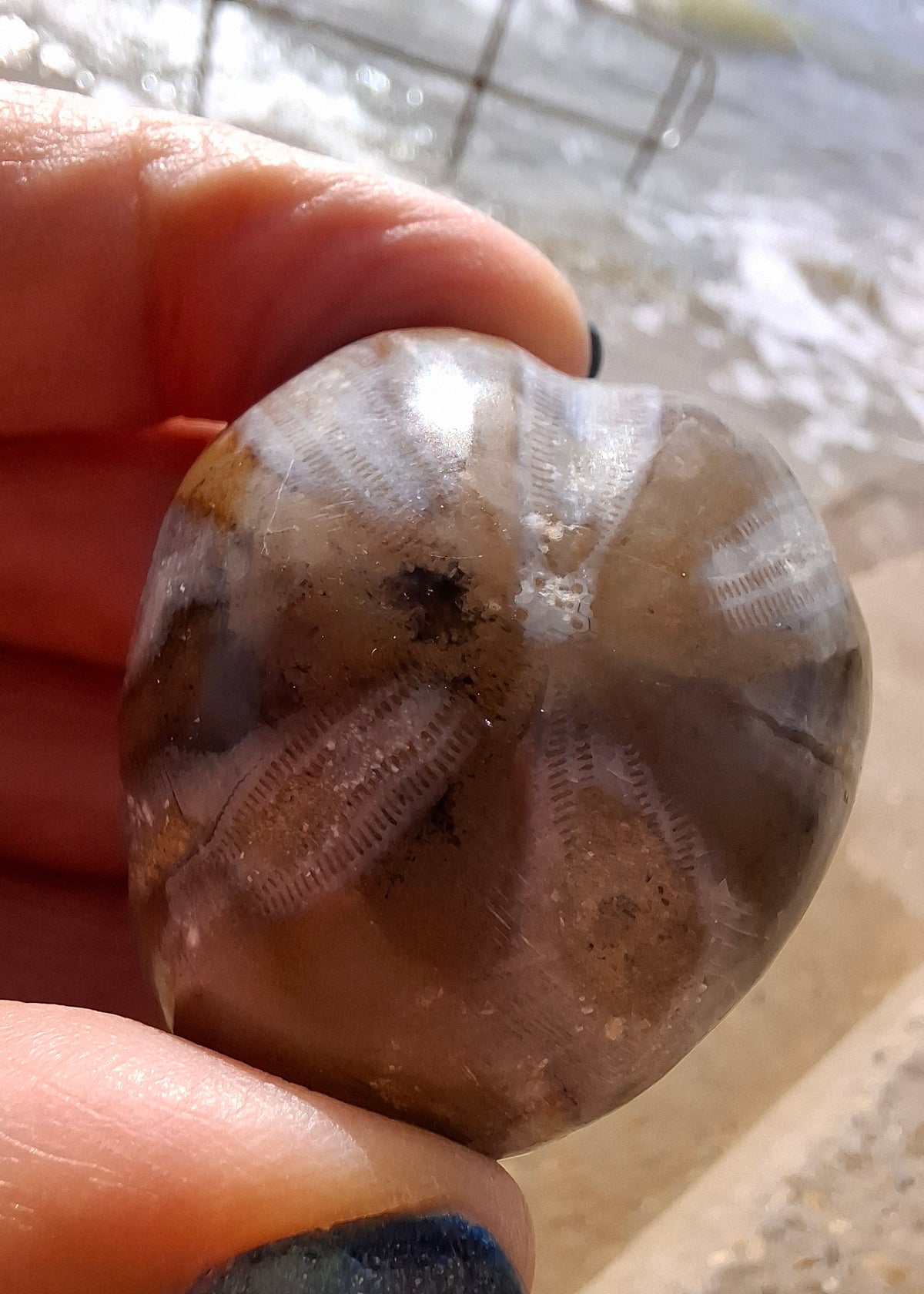 Polished Sea Urchin, Fossil (Ref: SU2)