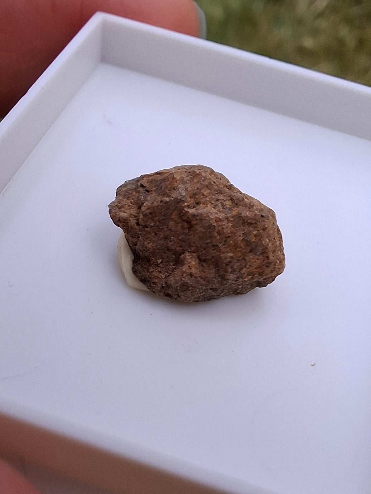 Chondrite, Meteorite (Ref: CM9)