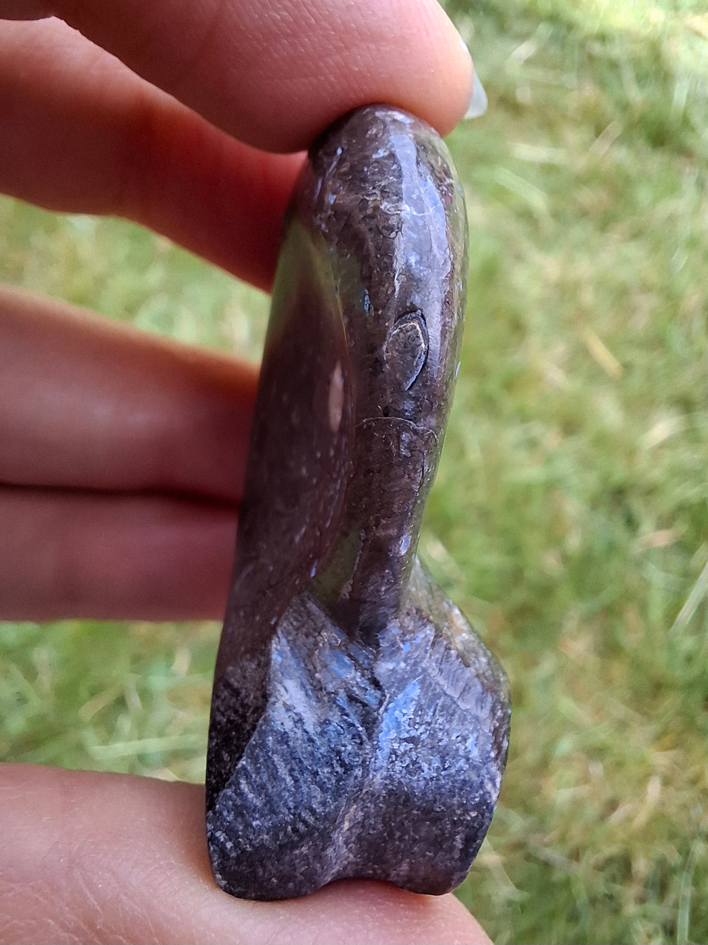 Goniatite, Fossil (Ref: GA8)