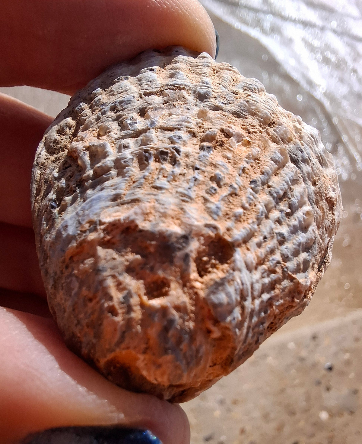 Chalcedony Oyster, Fossil (Ref: FO5)