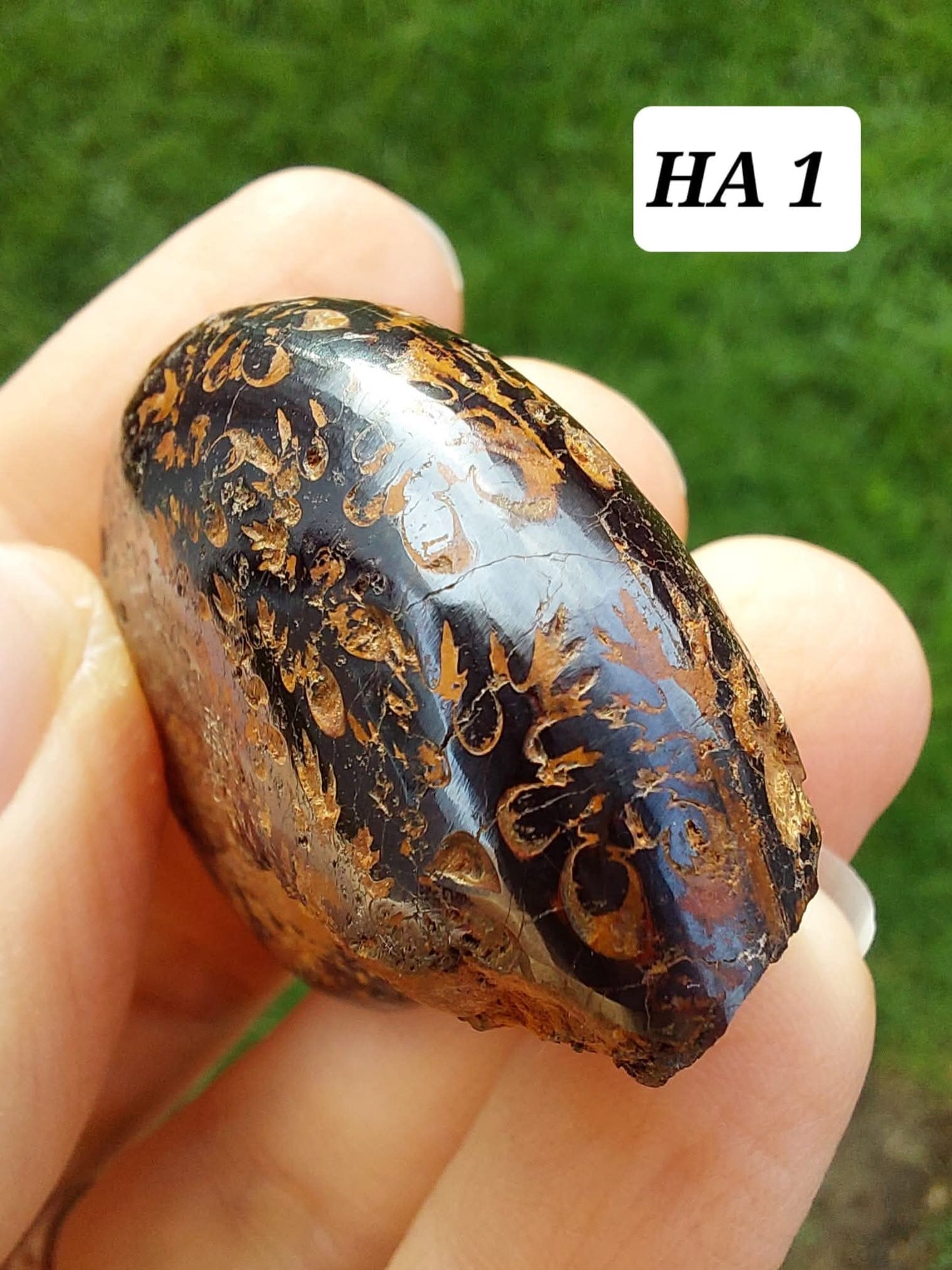 Hematite Ammonite, 21.29g, Fossil (Ref: HA1)