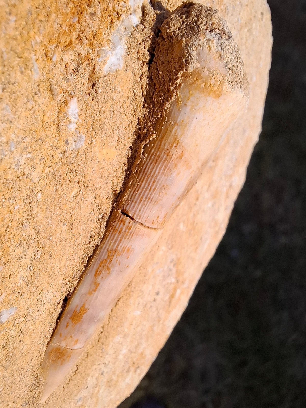 Enchodus Sabre Tooth, Fossil (Ref: ES5)