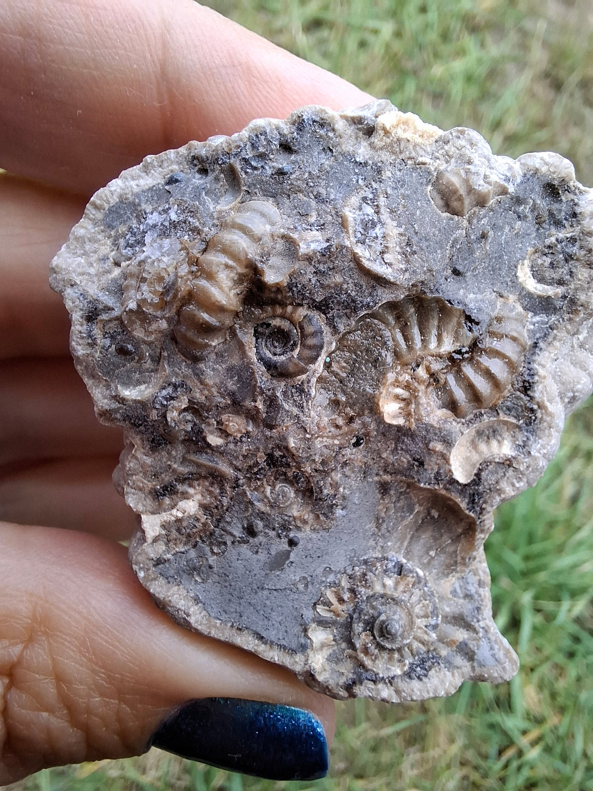 Ammonite Cluster, Fossil (Ref: ACL1)