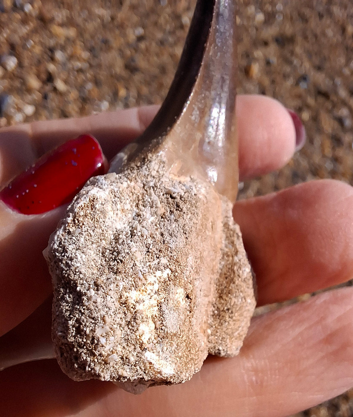 Mosasaurus Tooth with matrix, Fossil, (Ref: MTM1)