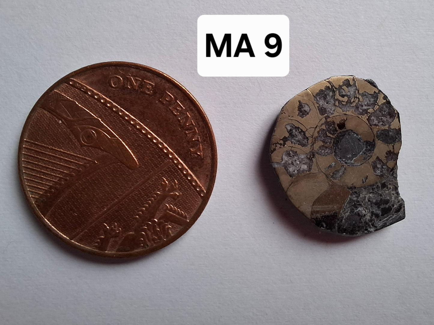 Small Haematite Ammonite HALF, 1.10g, Fossil (Ref: MA9)