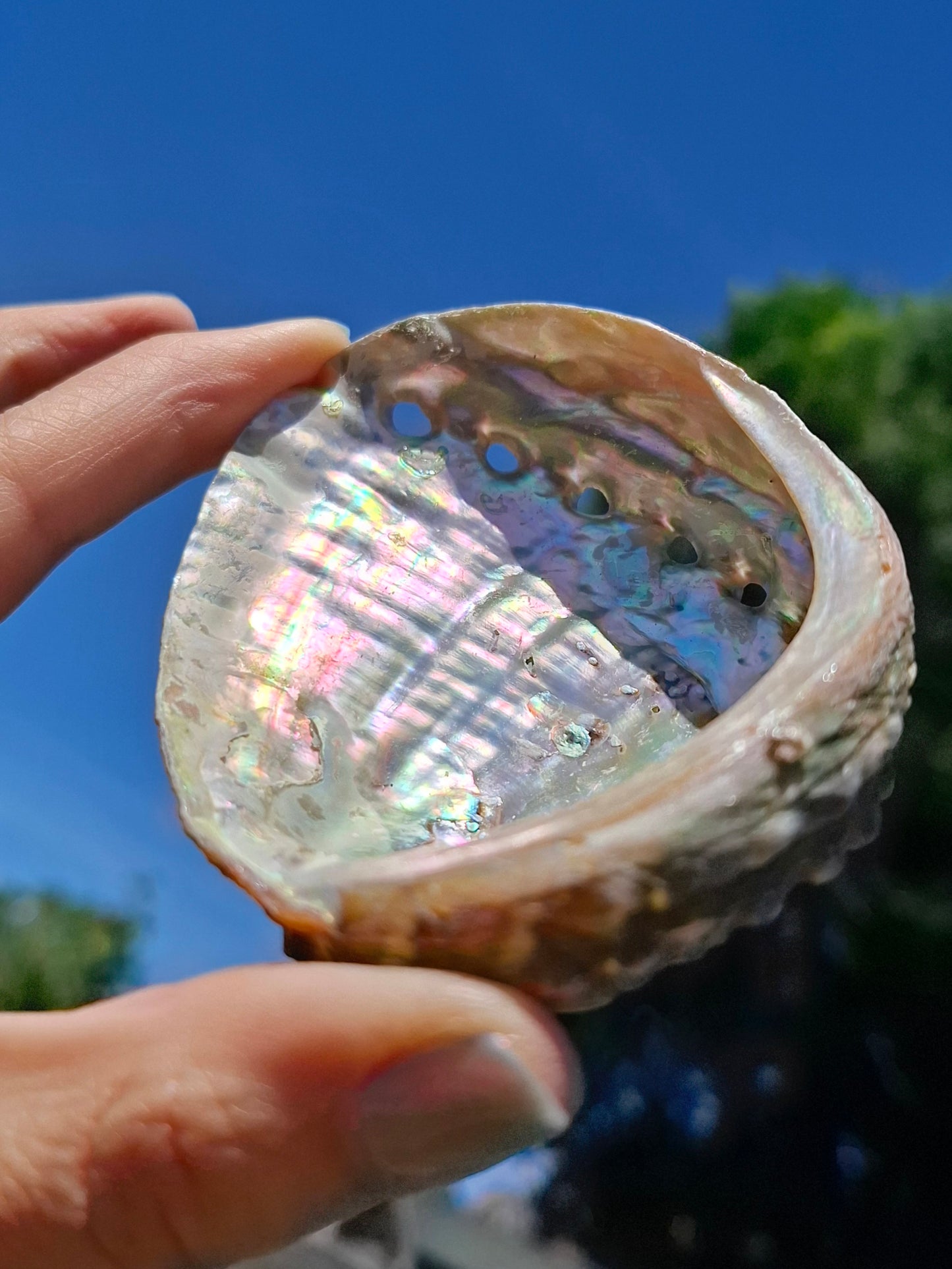Abalone Shell, (Ref: SH1)