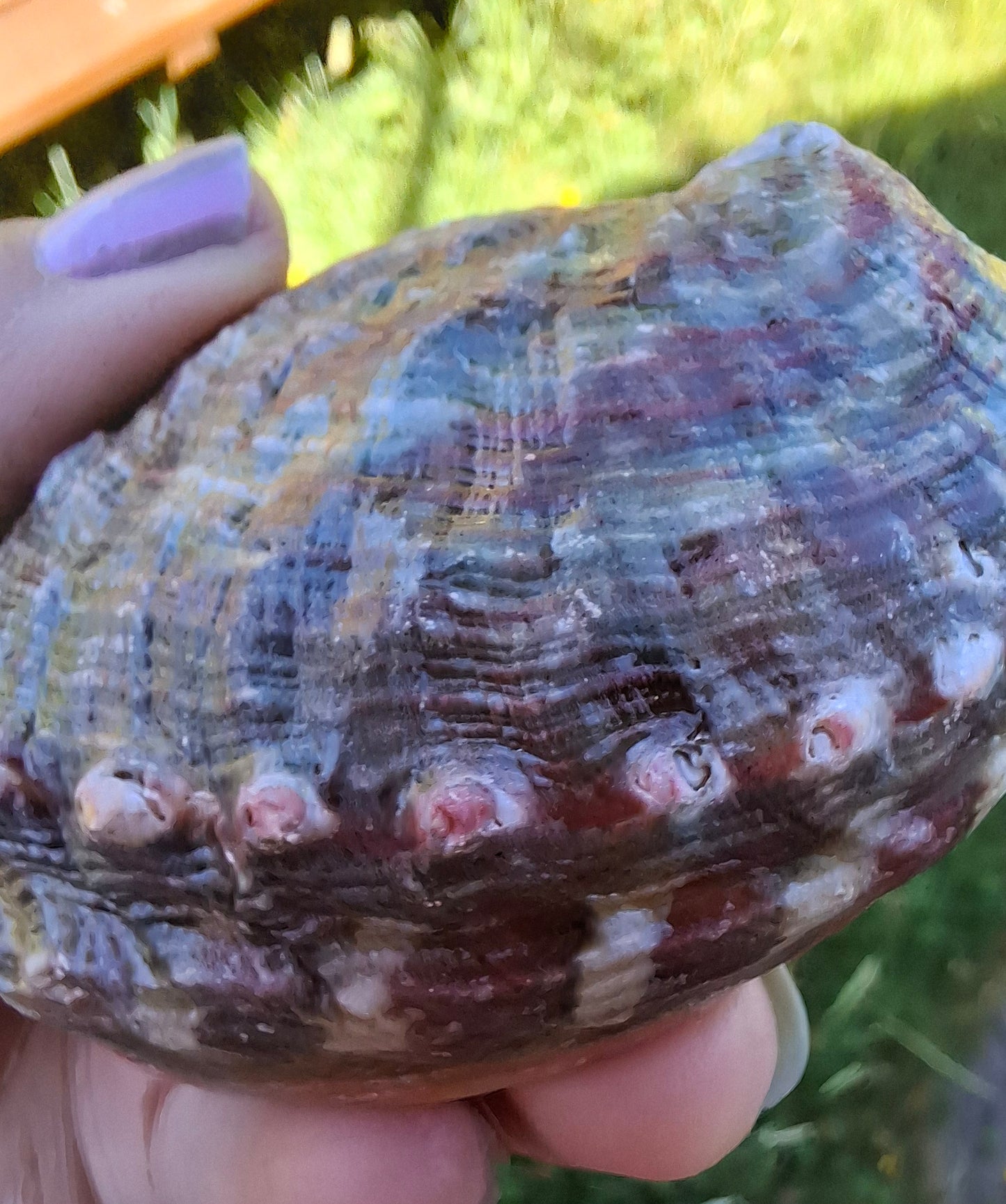 Abalone Shell, (Ref: SH3)