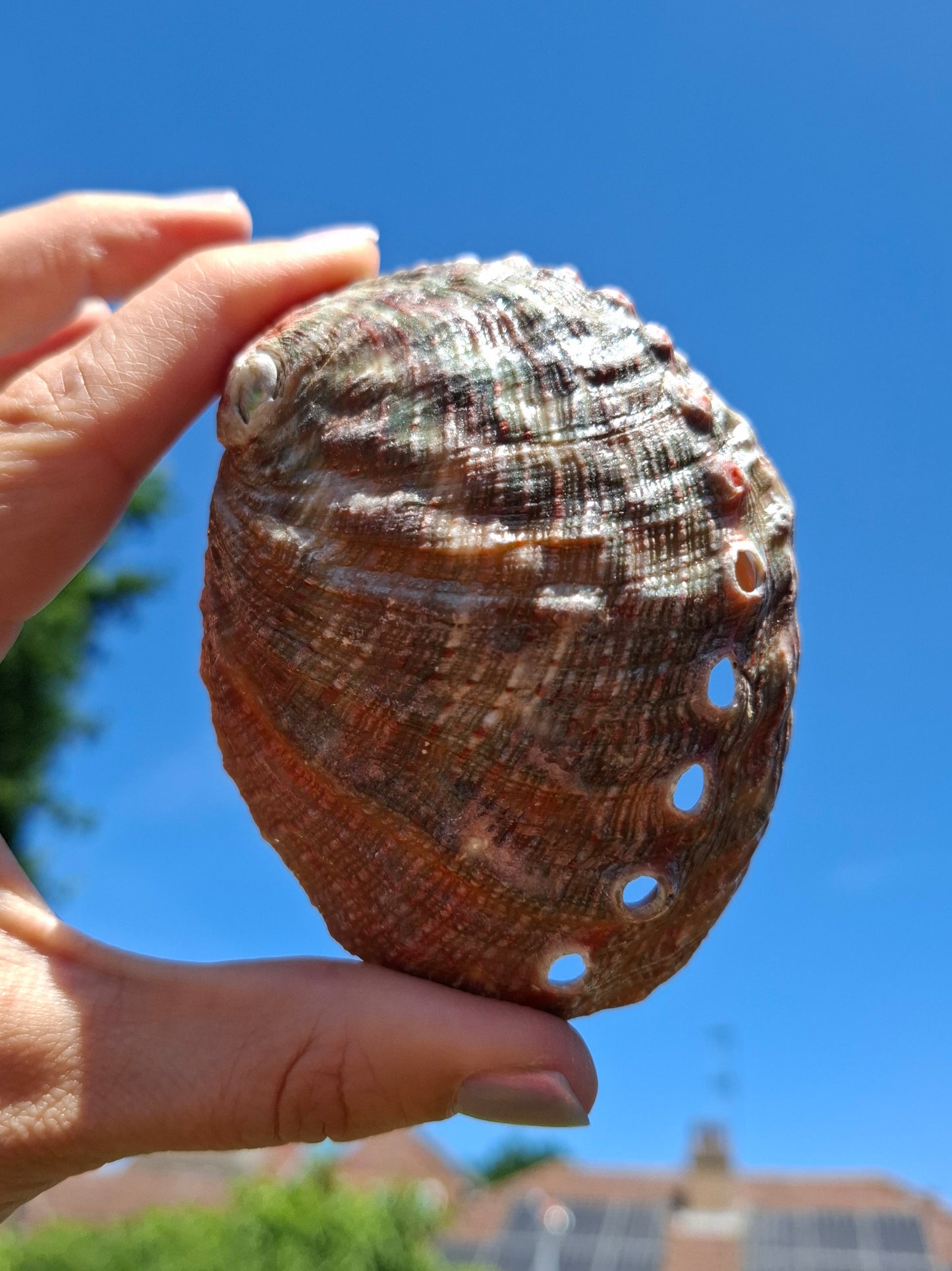 Abalone Shell, (Ref: SH3)