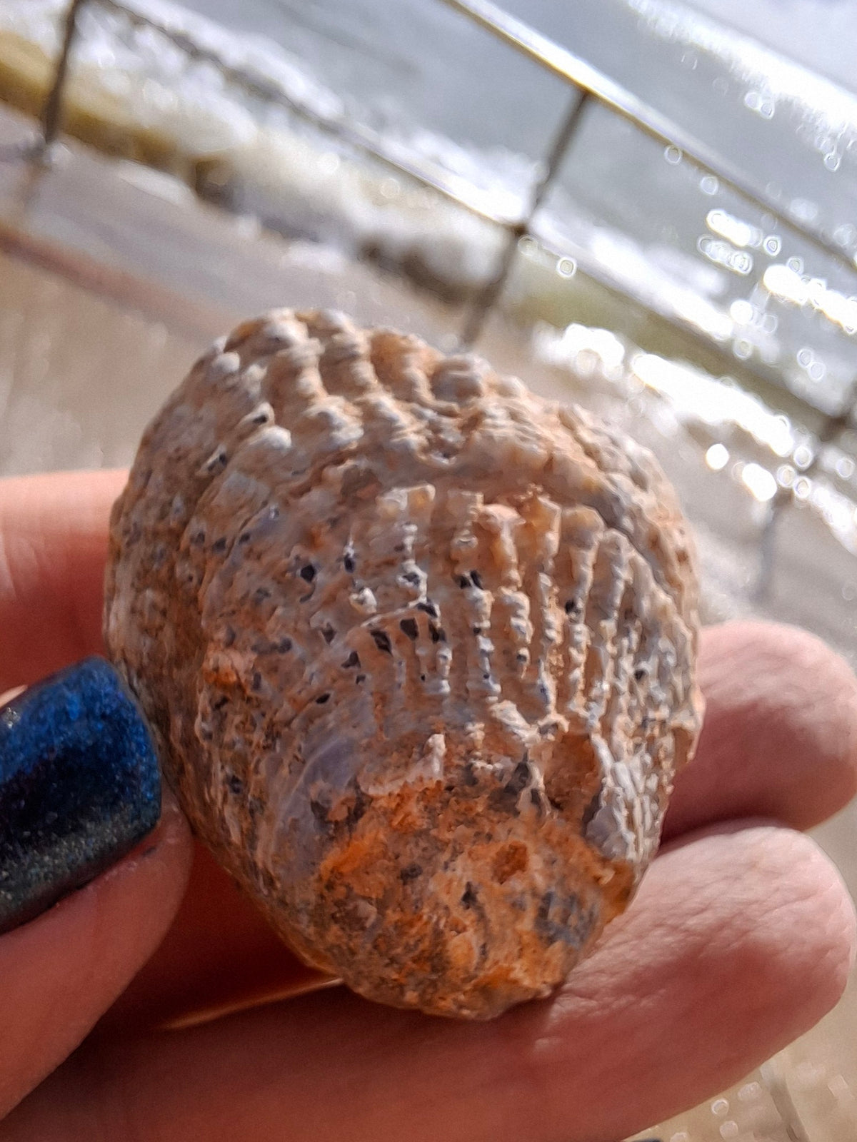 Chalcedony Oyster, Fossil (Ref: FO5)
