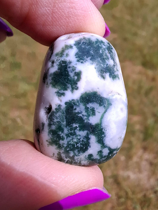 Tree Agate, Tumble Stone, Crystal (Ref: T5)