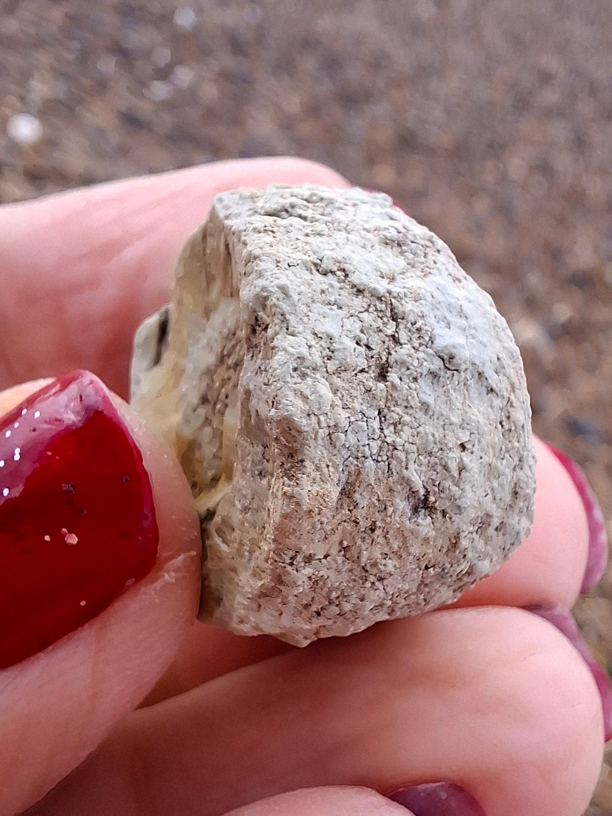 Sauropod Dinosaur Coprolite, 9.31g, Fossil (Ref: DP2)