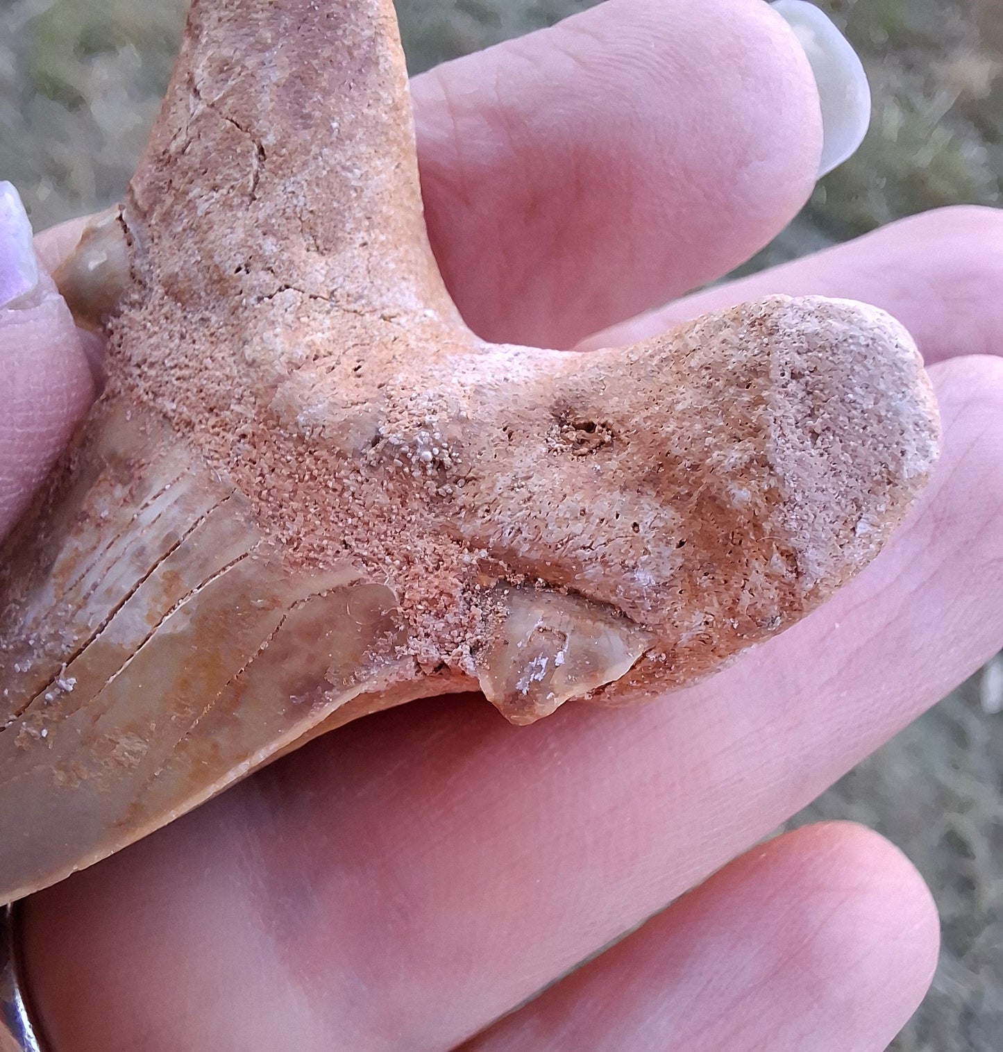 Otodus Shark Tooth, Fossil (Ref: OT 7)
