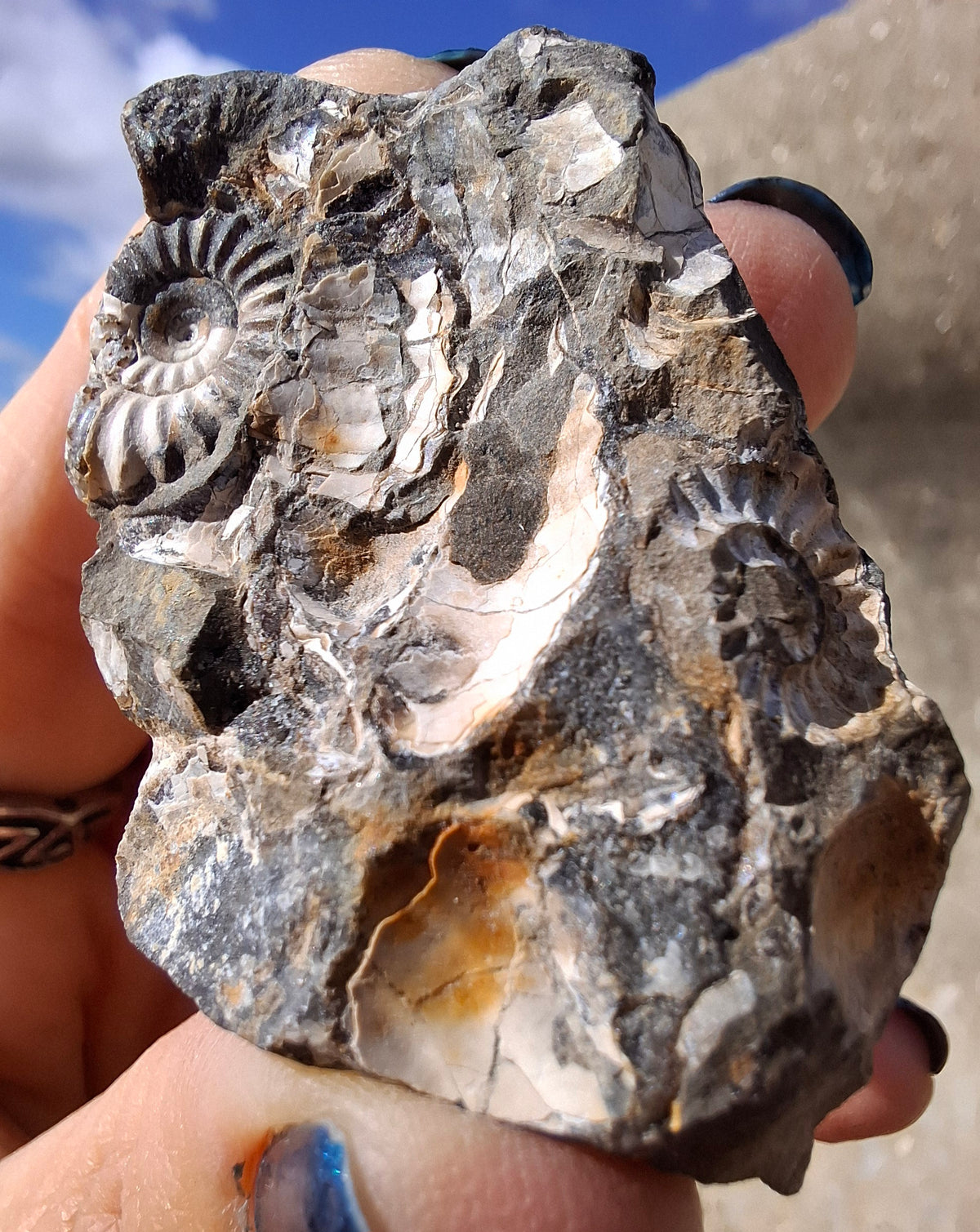 Ammonite Cluster, Fossil (Ref: ACL3)