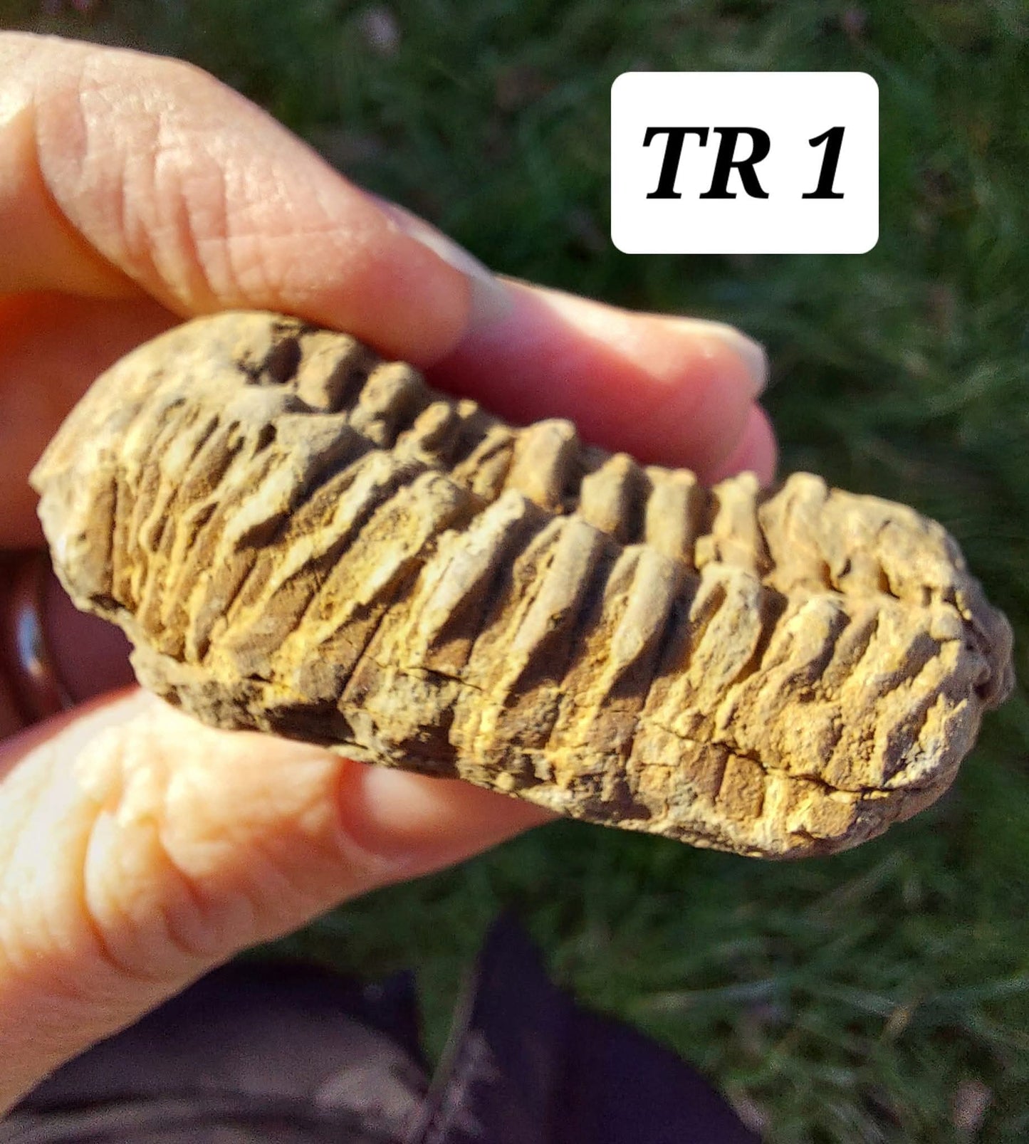 Trilobite (Flexicalymene), 47.00g, Fossil (Ref: TR1)