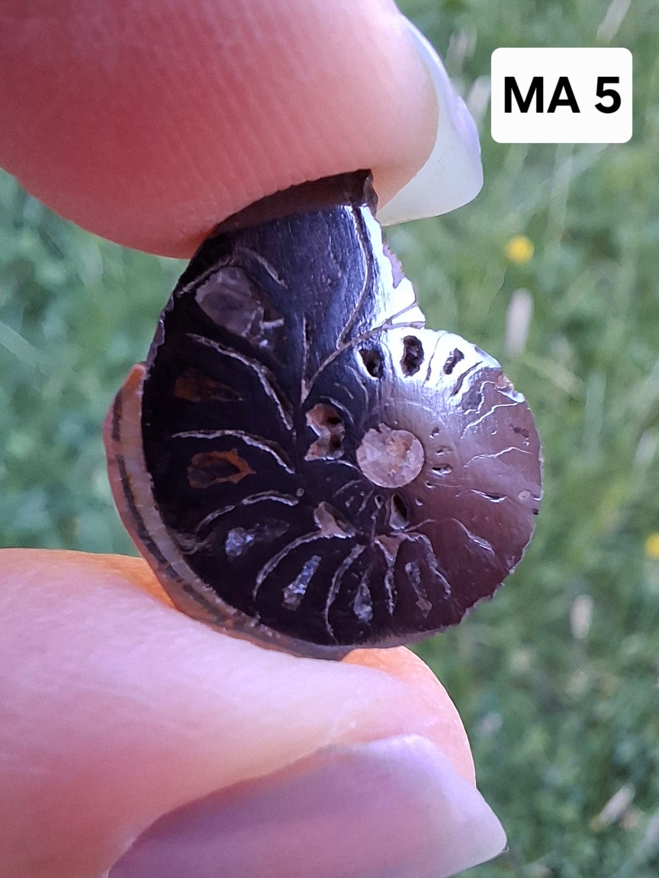 Small Haematite Ammonite HALF, 1.32g, Fossil (Ref: MA5)