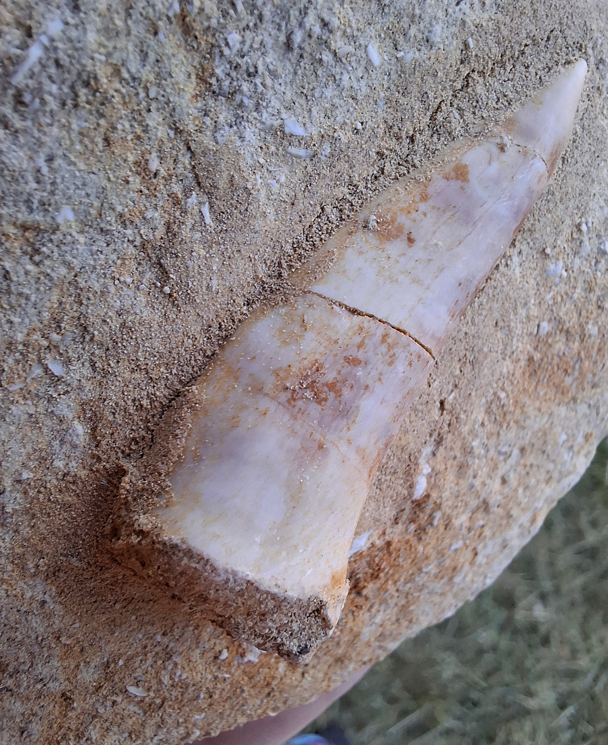Enchodus Sabre Tooth, Fossil (Ref: ES5)