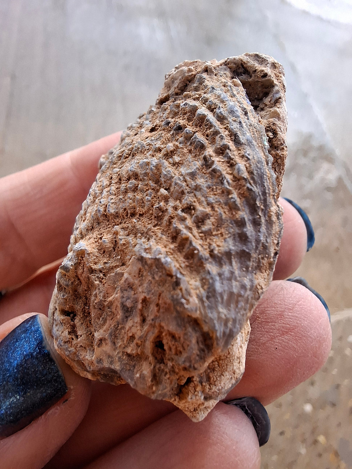 Chalcedony Oyster, Fossil (Ref: FO2)