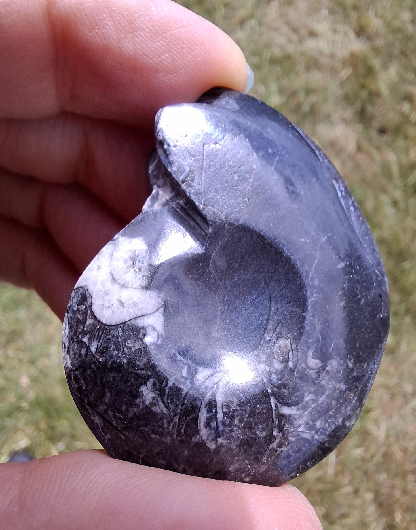 Goniatite, Fossil (Ref: GA5)