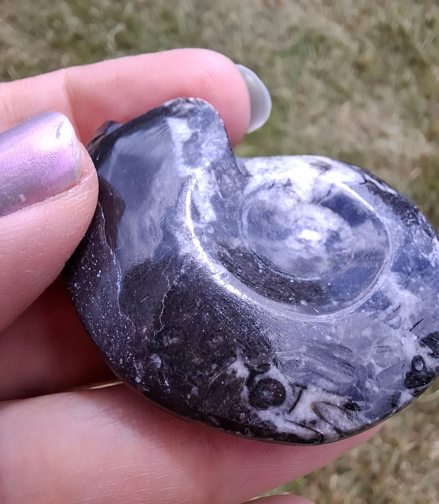 Goniatite, Fossil (Ref: GA5)