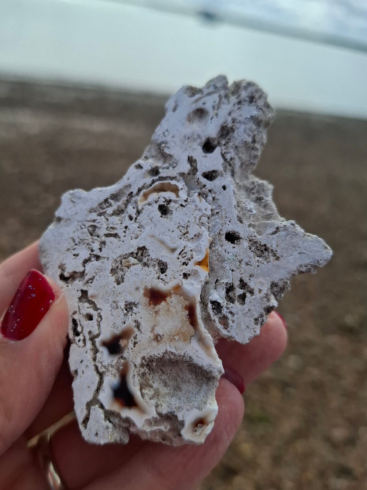 Fossilised Coral replaced by Chalcedony/Agate, Fossil (Ref: FCA1)
