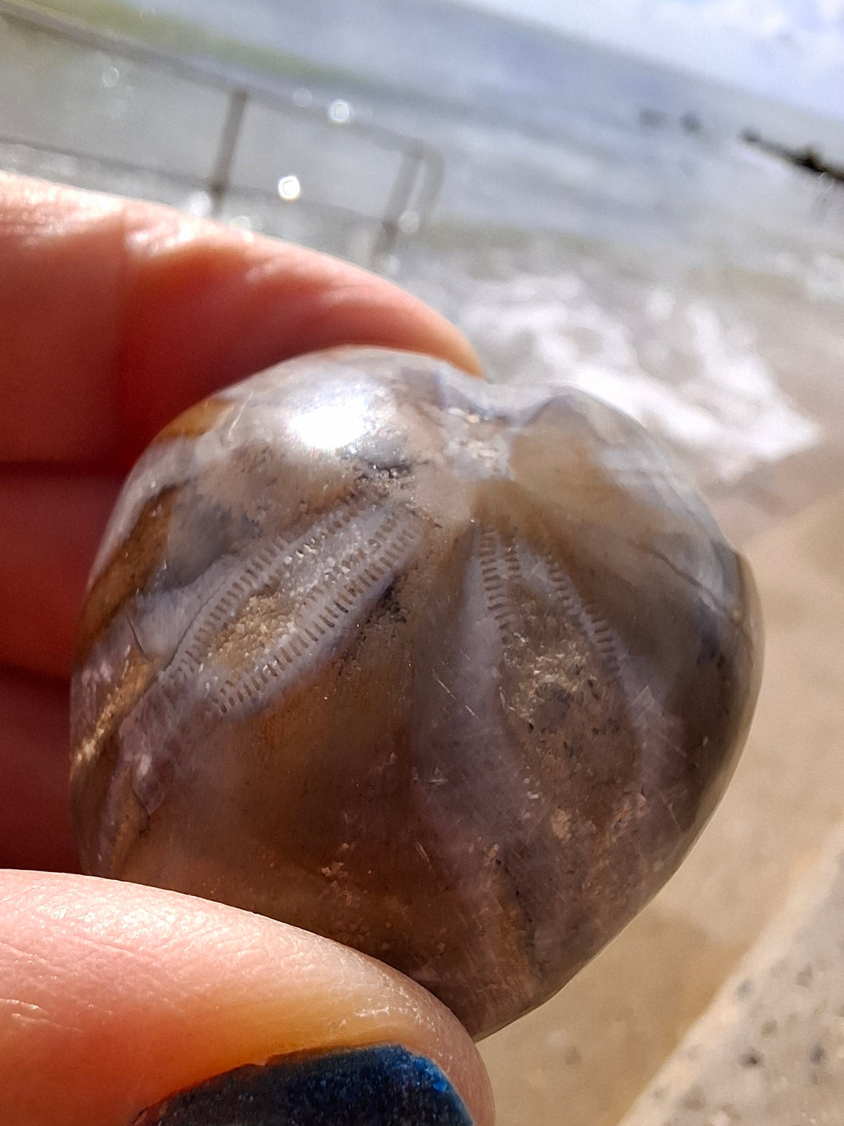 Polished Sea Urchin, Fossil (Ref: SU2)