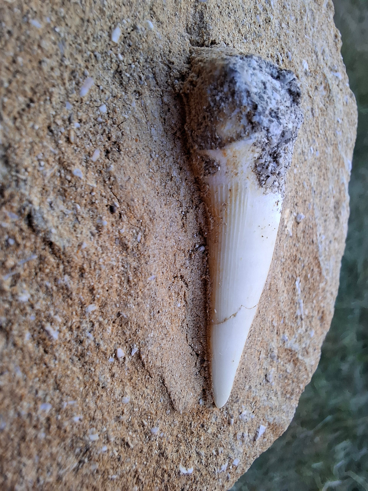 Enchodus Sabre Tooth, Fossil (Ref: ES6)
