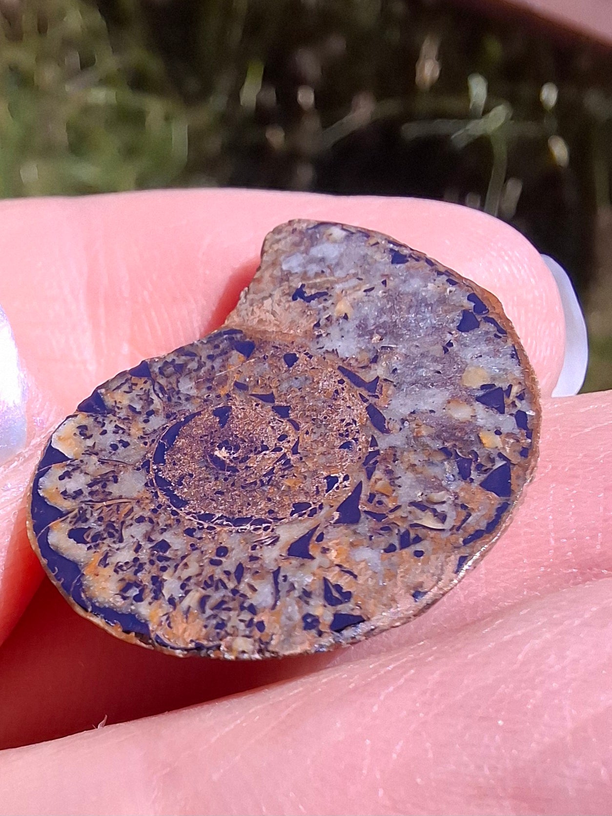 Small Haematite Ammonite HALF, 2.55g, Fossil (Ref: MA8)