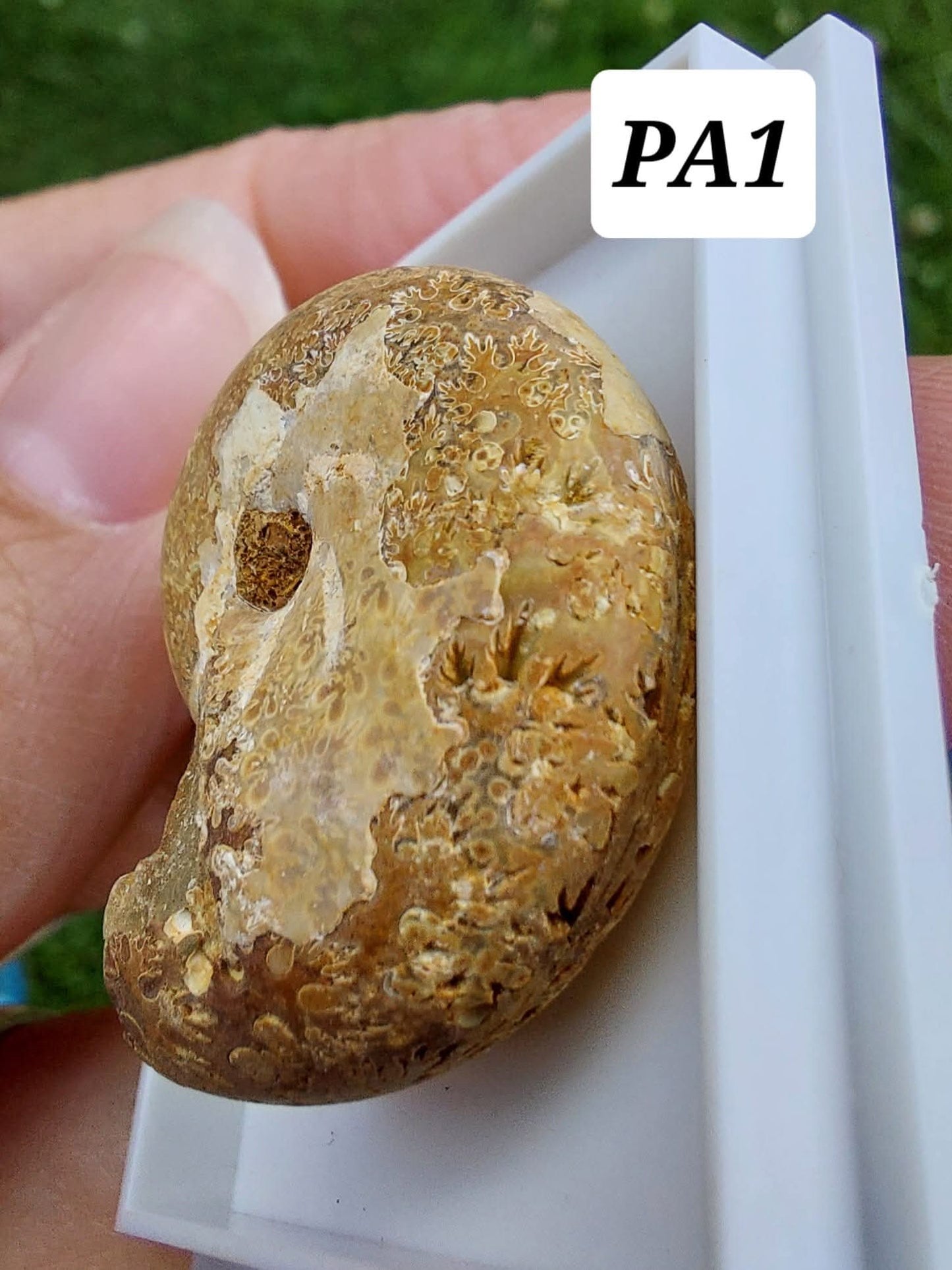 Phylloceras Ammonite, Fossil (Ref: PA1)