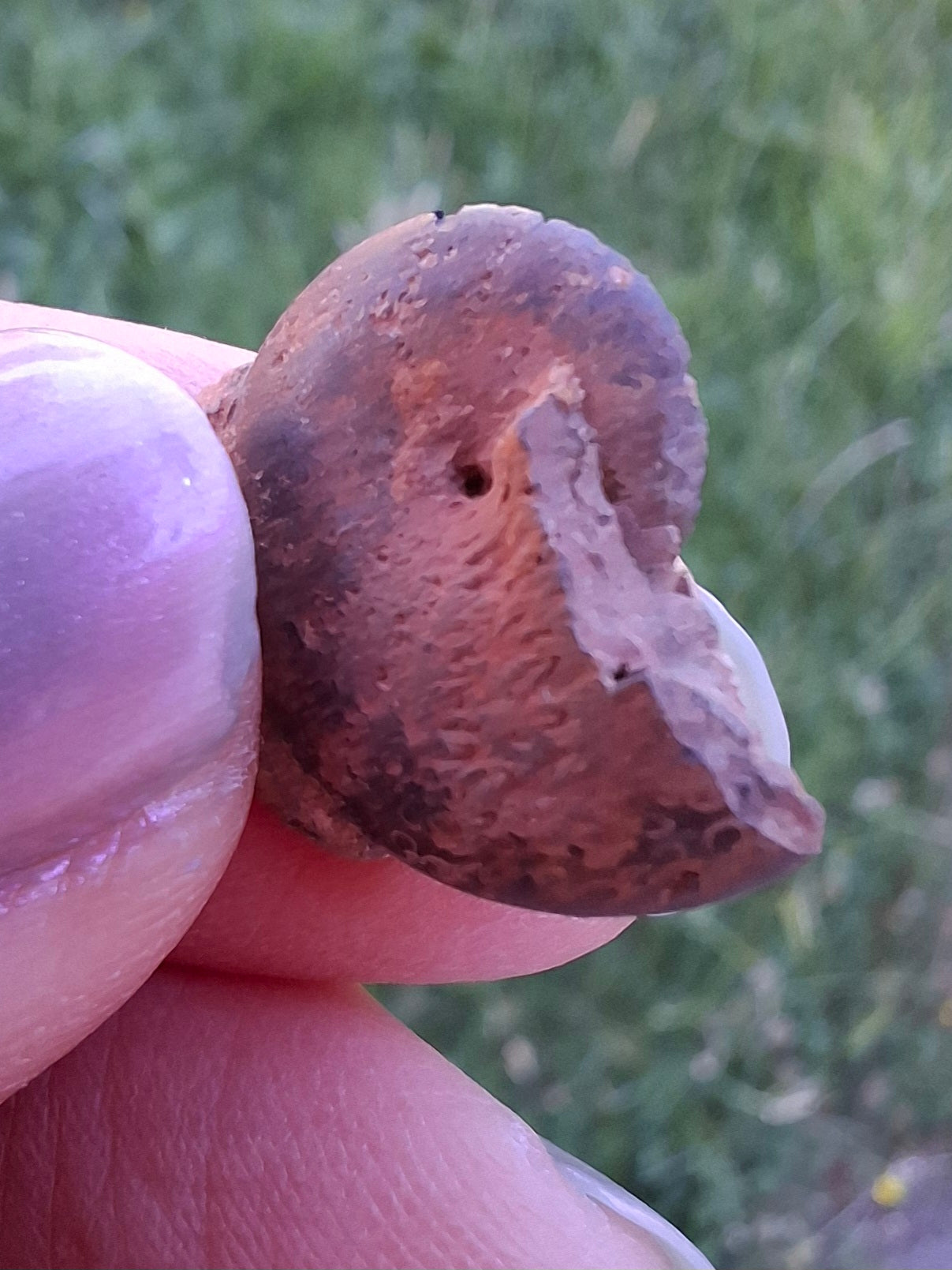 Small Haematite Ammonite HALF, 1.32g, Fossil (Ref: MA5)