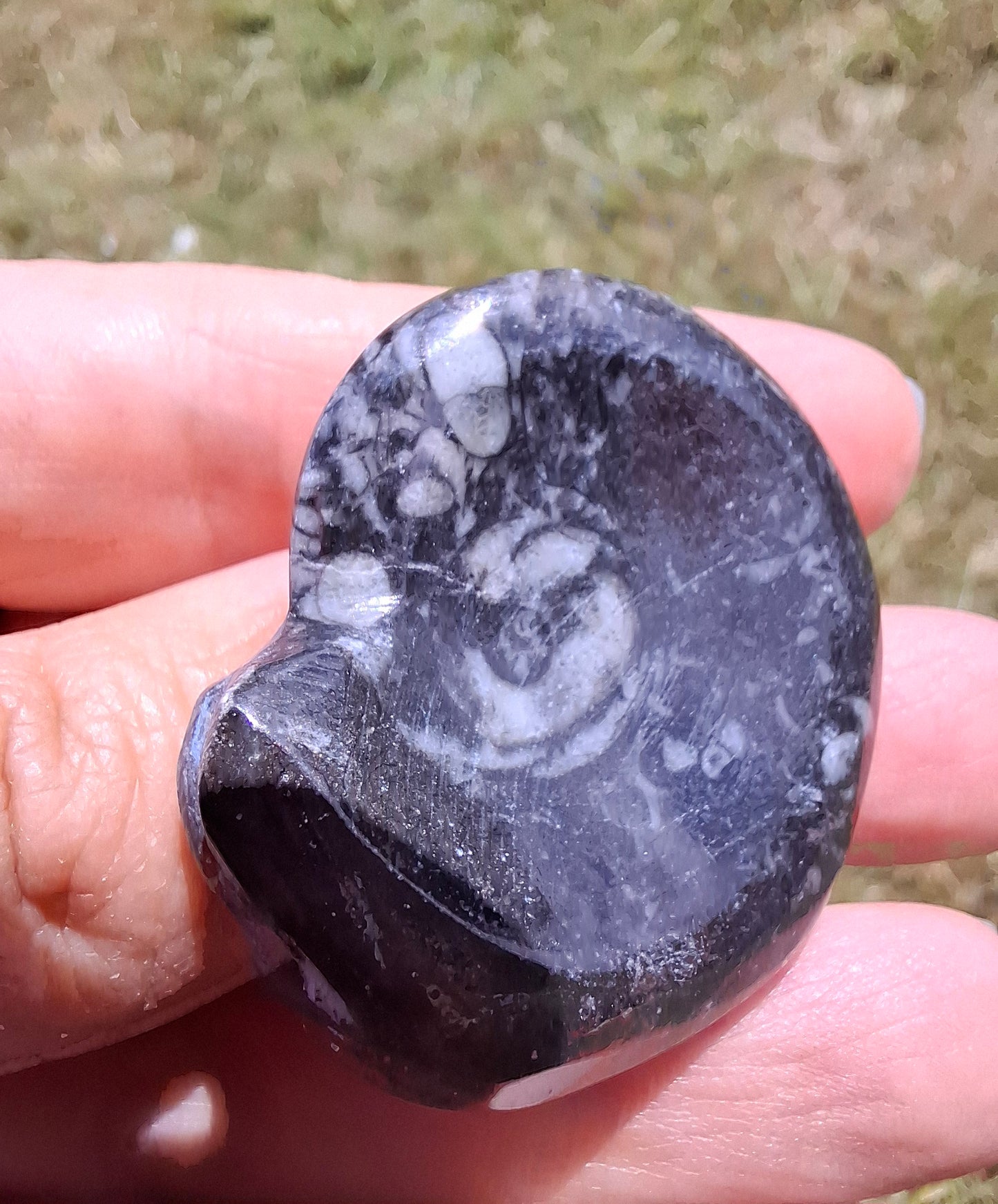 Goniatite, Fossil (Ref: GA2)