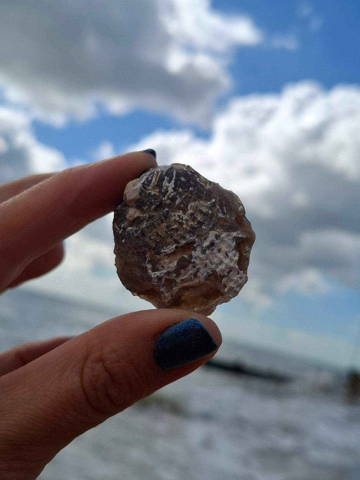 Chalcedony Oyster, Fossil (Ref: FO4)