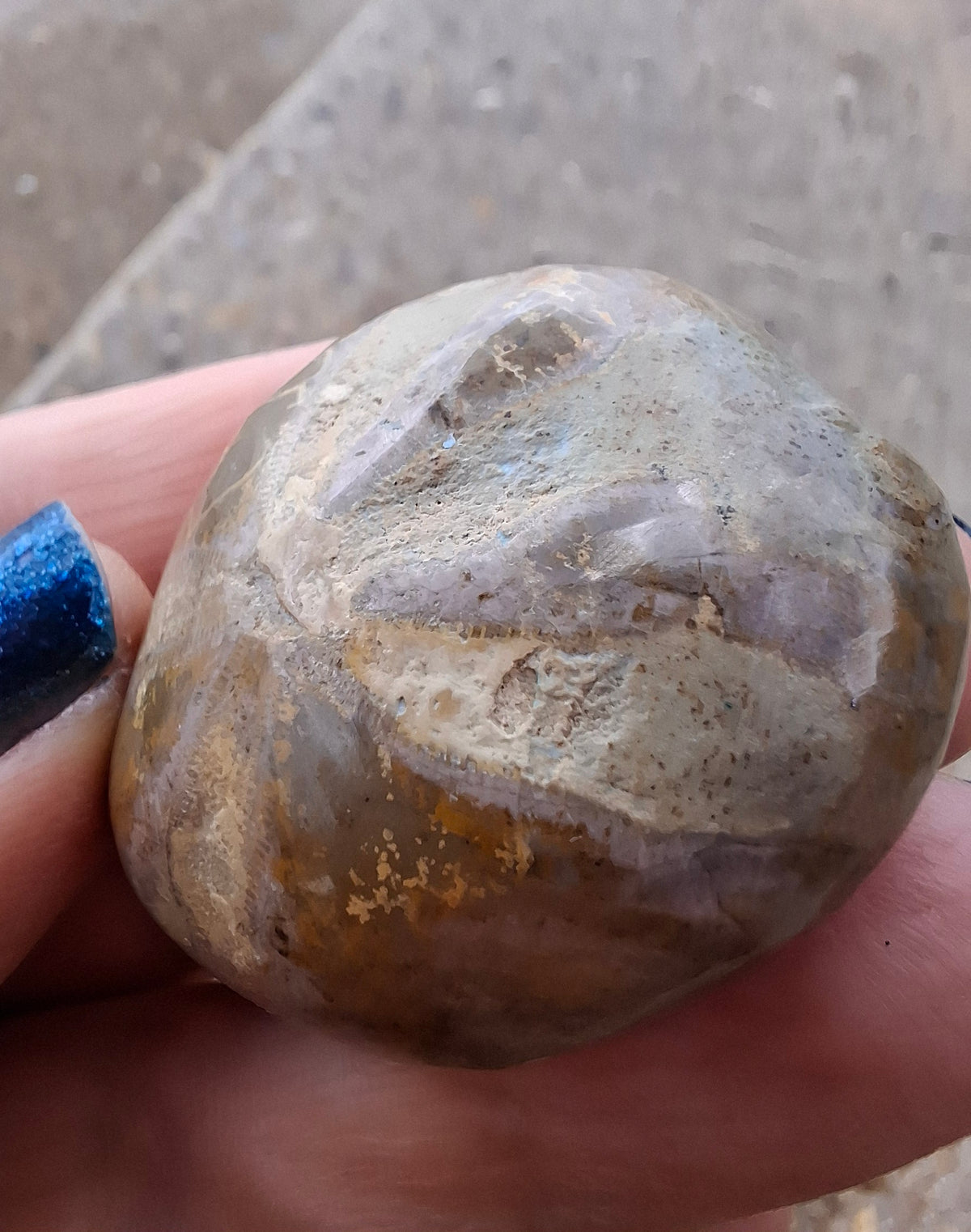 Polished Sea Urchin, Fossil (Ref: SU5)