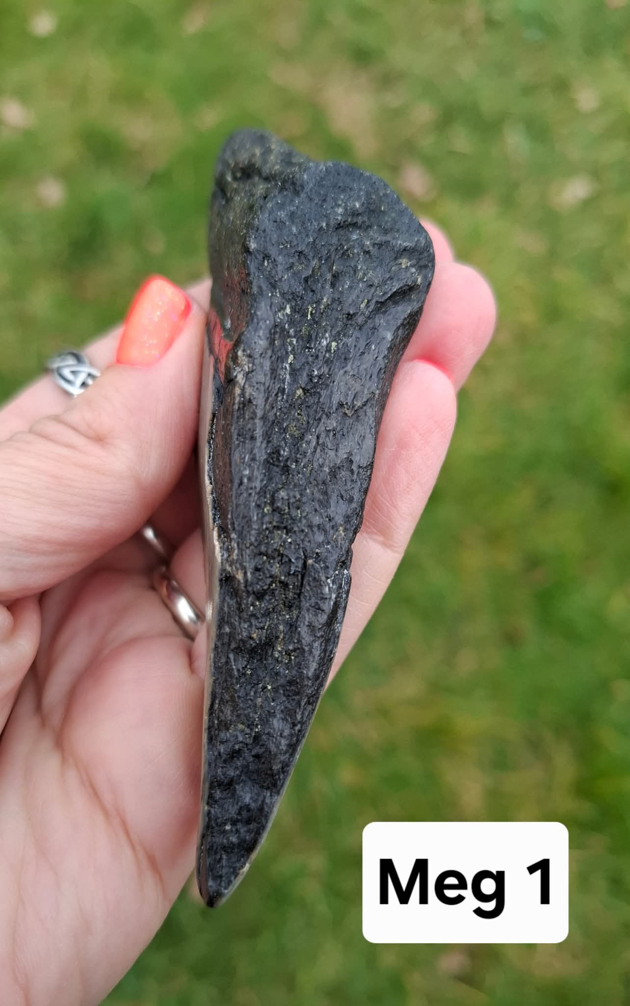Megalodon (partial) Shark Tooth, 109.68g, Fossil (Ref: Meg1)