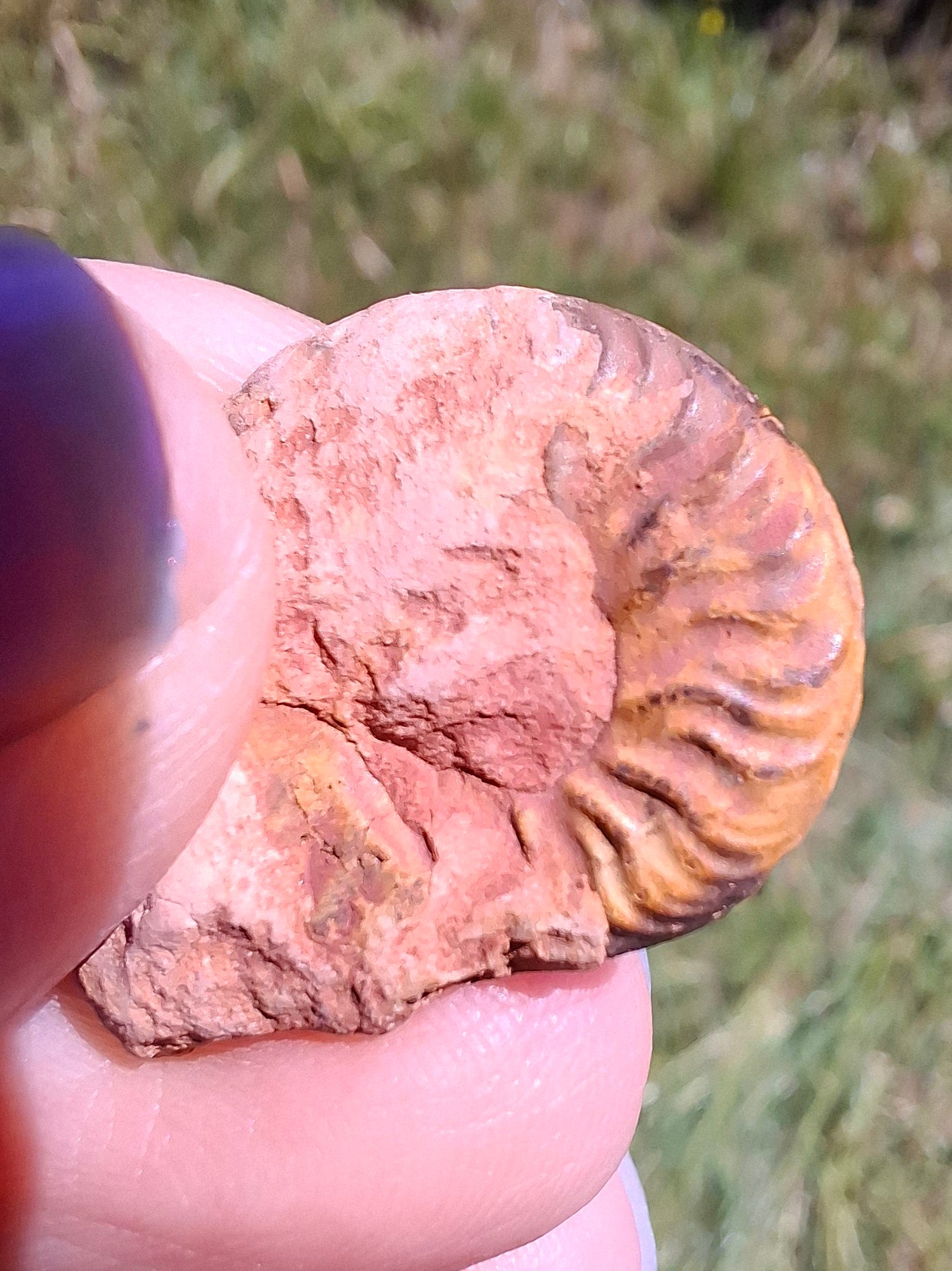 Small Haematite Ammonite HALF, 2.24g, Fossil (Ref: MA10)