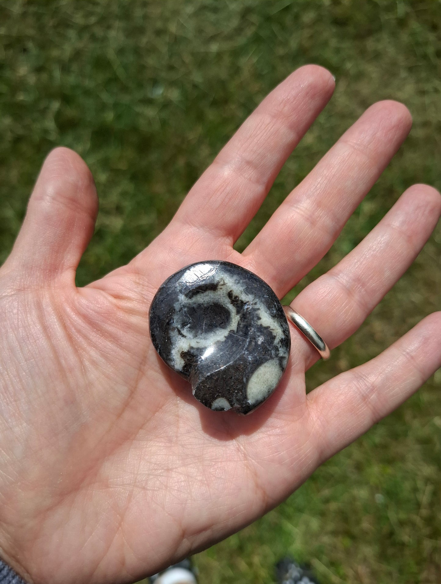 Goniatite, Fossil (Ref: GA6)