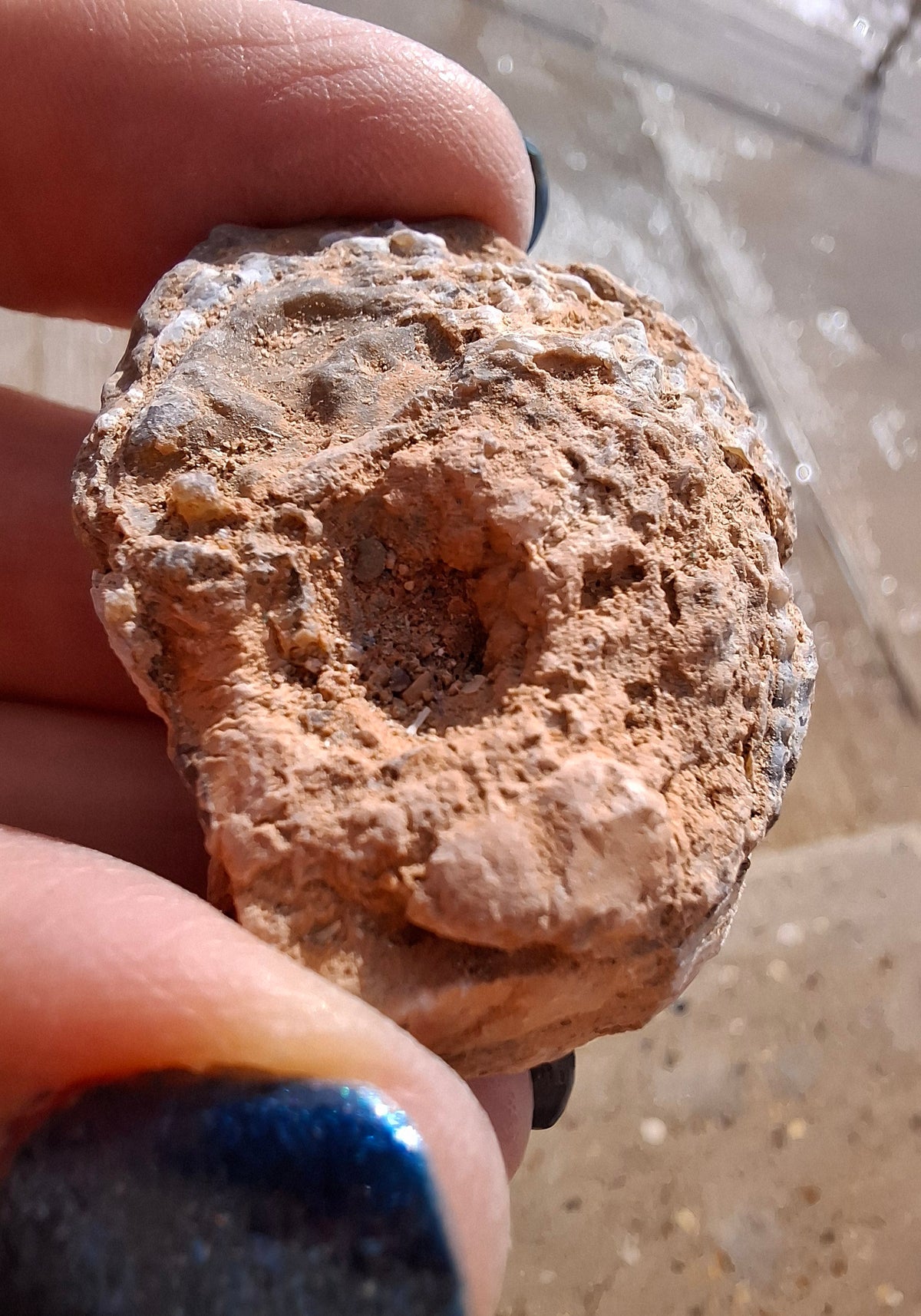 Chalcedony Oyster, Fossil (Ref: FO6)