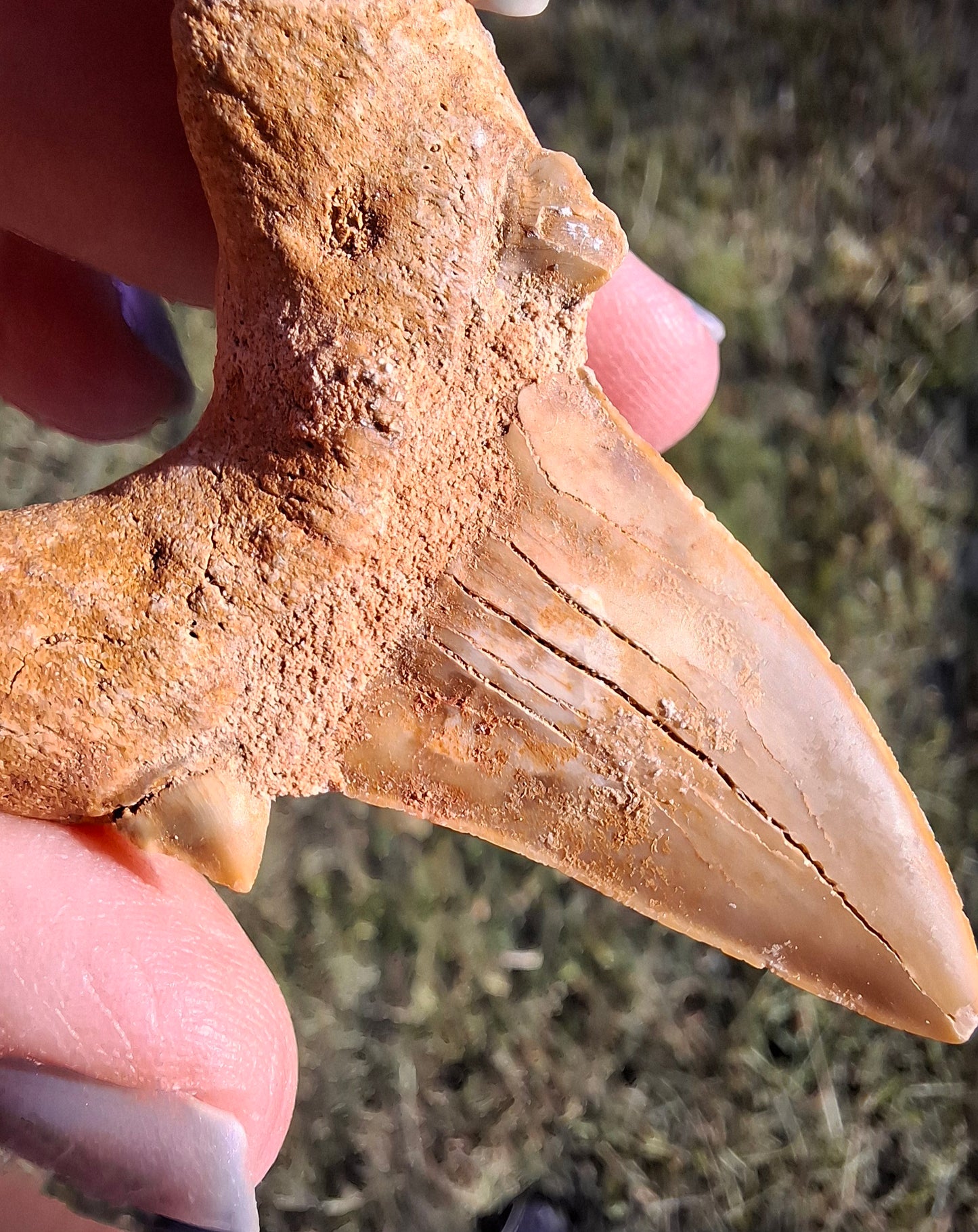 Otodus Shark Tooth, Fossil (Ref: OT 7)