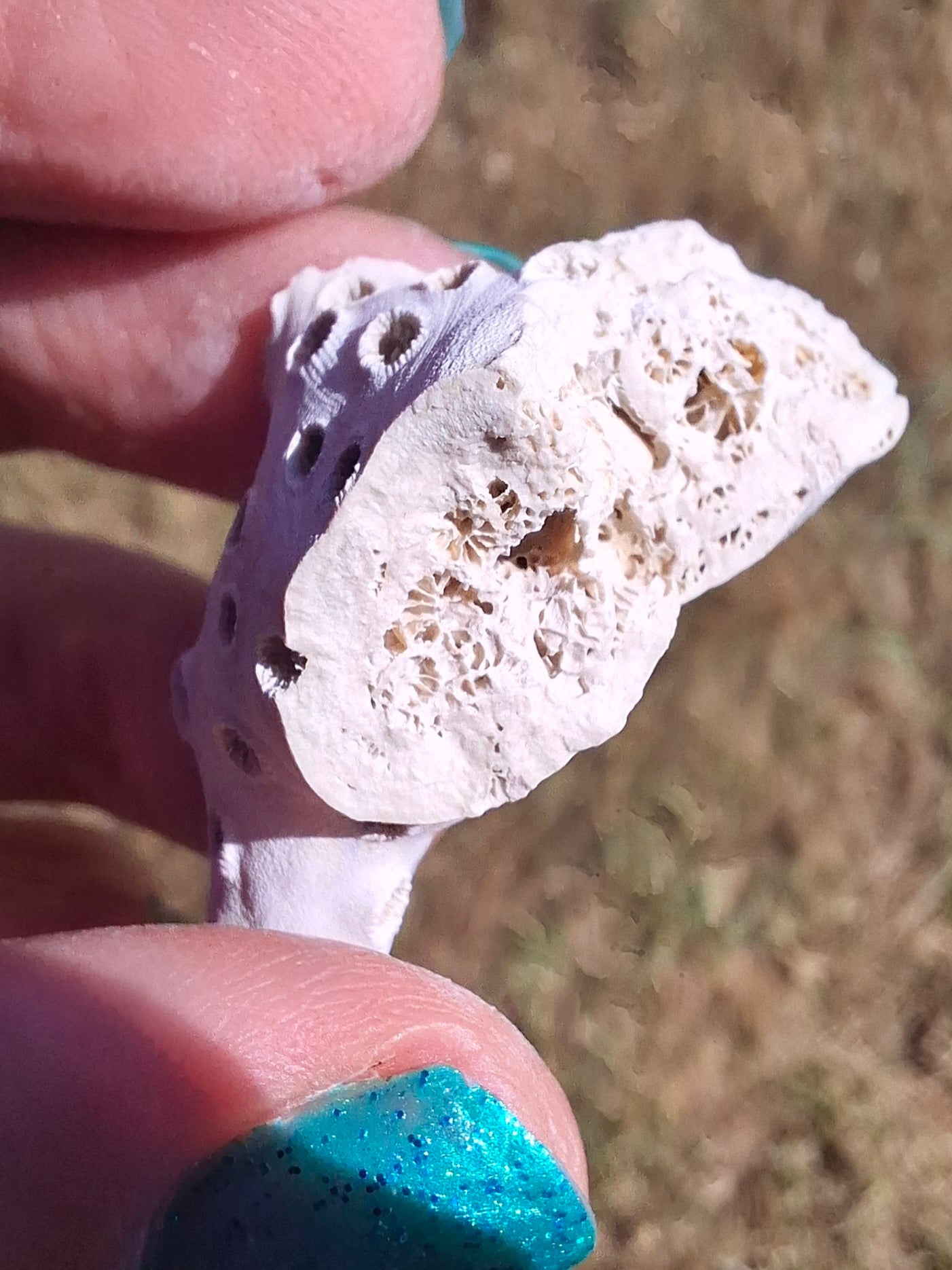 Fossil Coral, (Ref: FC4)