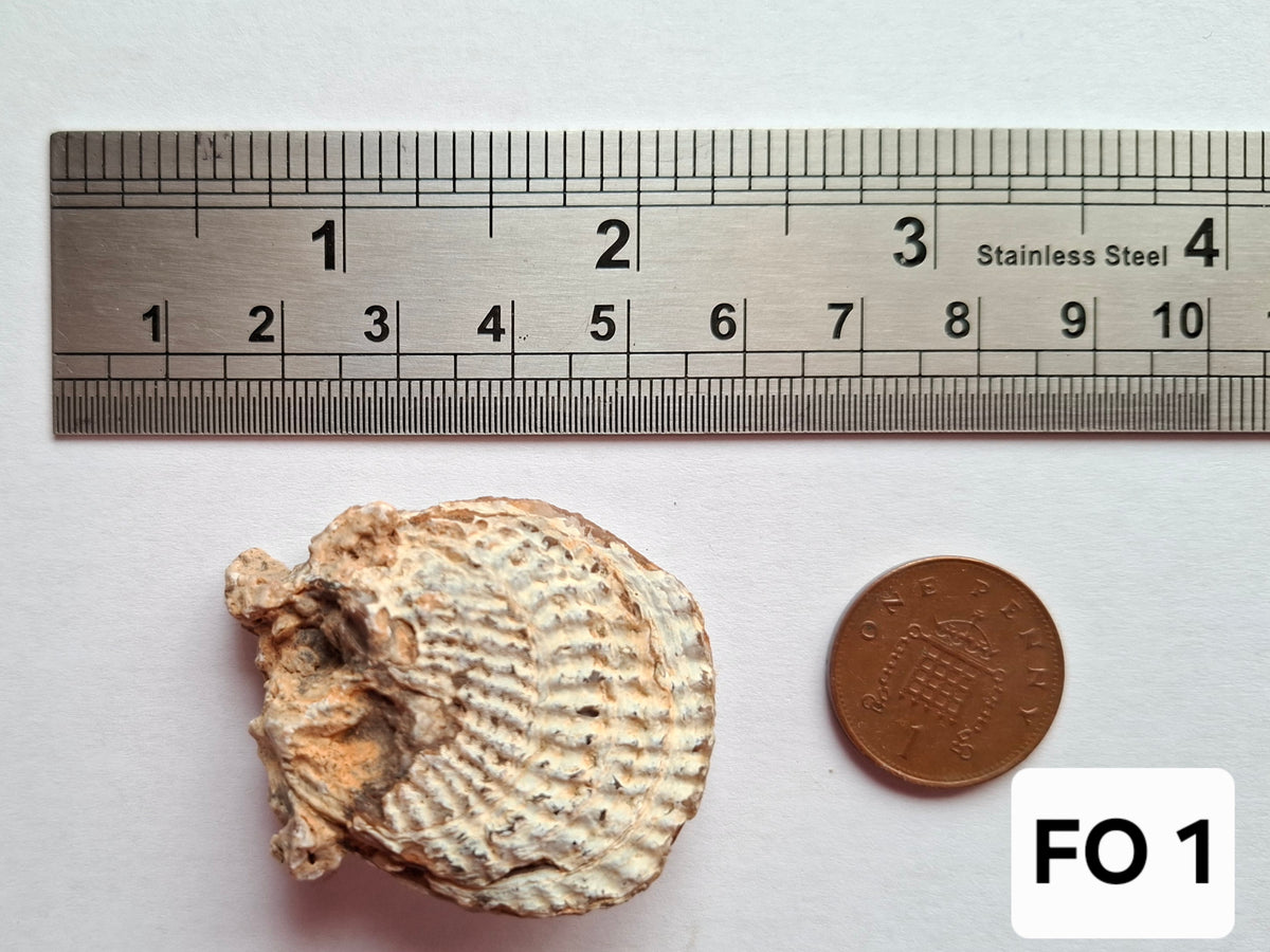 Chalcedony Oyster, Fossil (Ref: FO1)