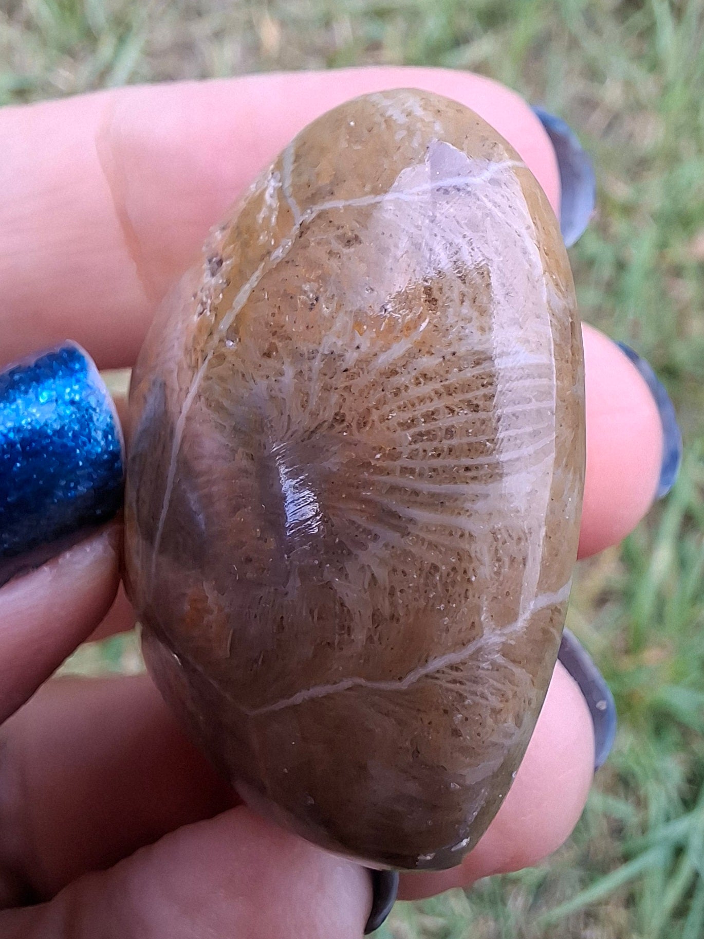 Fossil Coral Heart (Ref: CoH3)