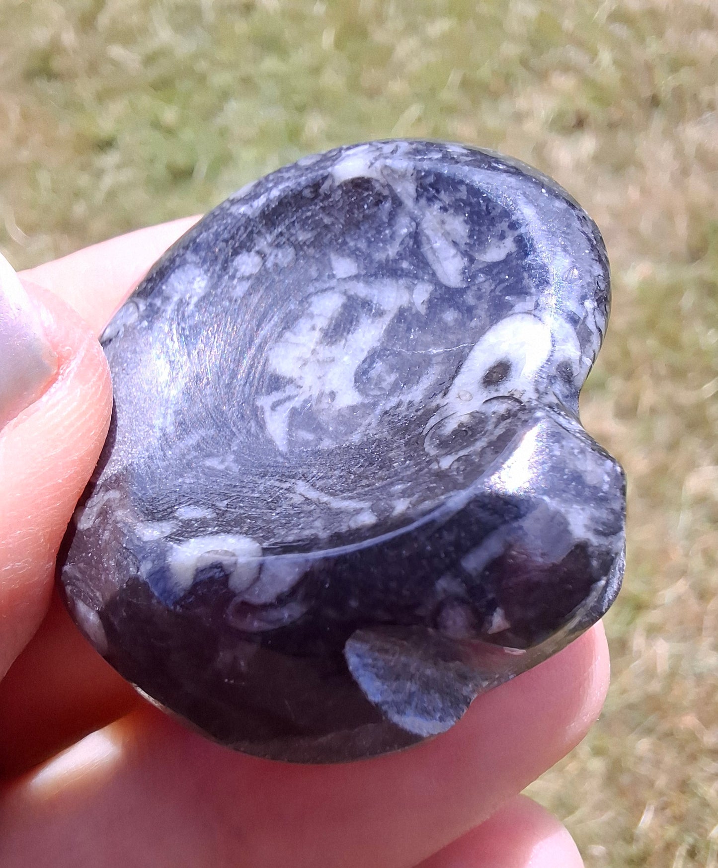 Goniatite, Fossil (Ref: GA2)