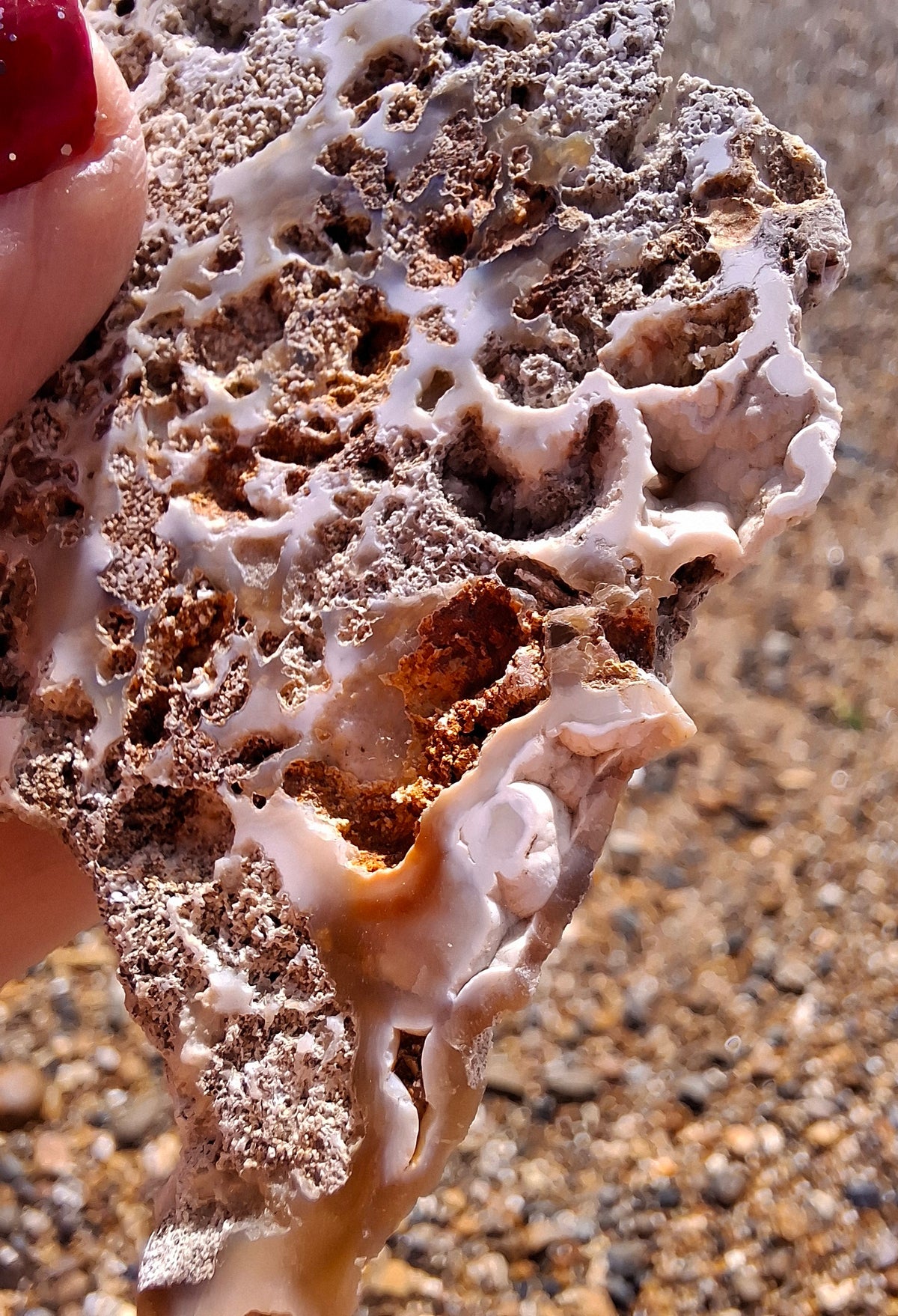 Fossilised Coral replaced by Chalcedony/Agate, Fossil (Ref: FCA2)