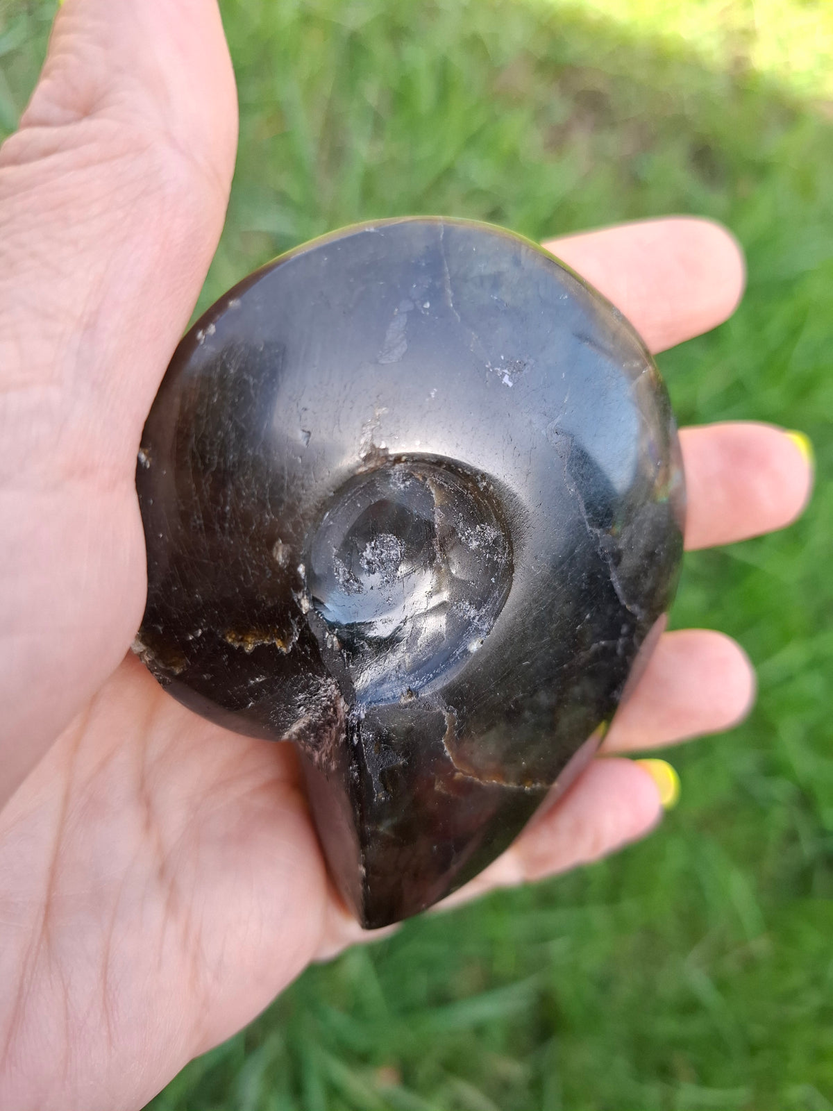 Labradorite Ammonite Carving, 160.21g, Crystal (Ref: laba4)