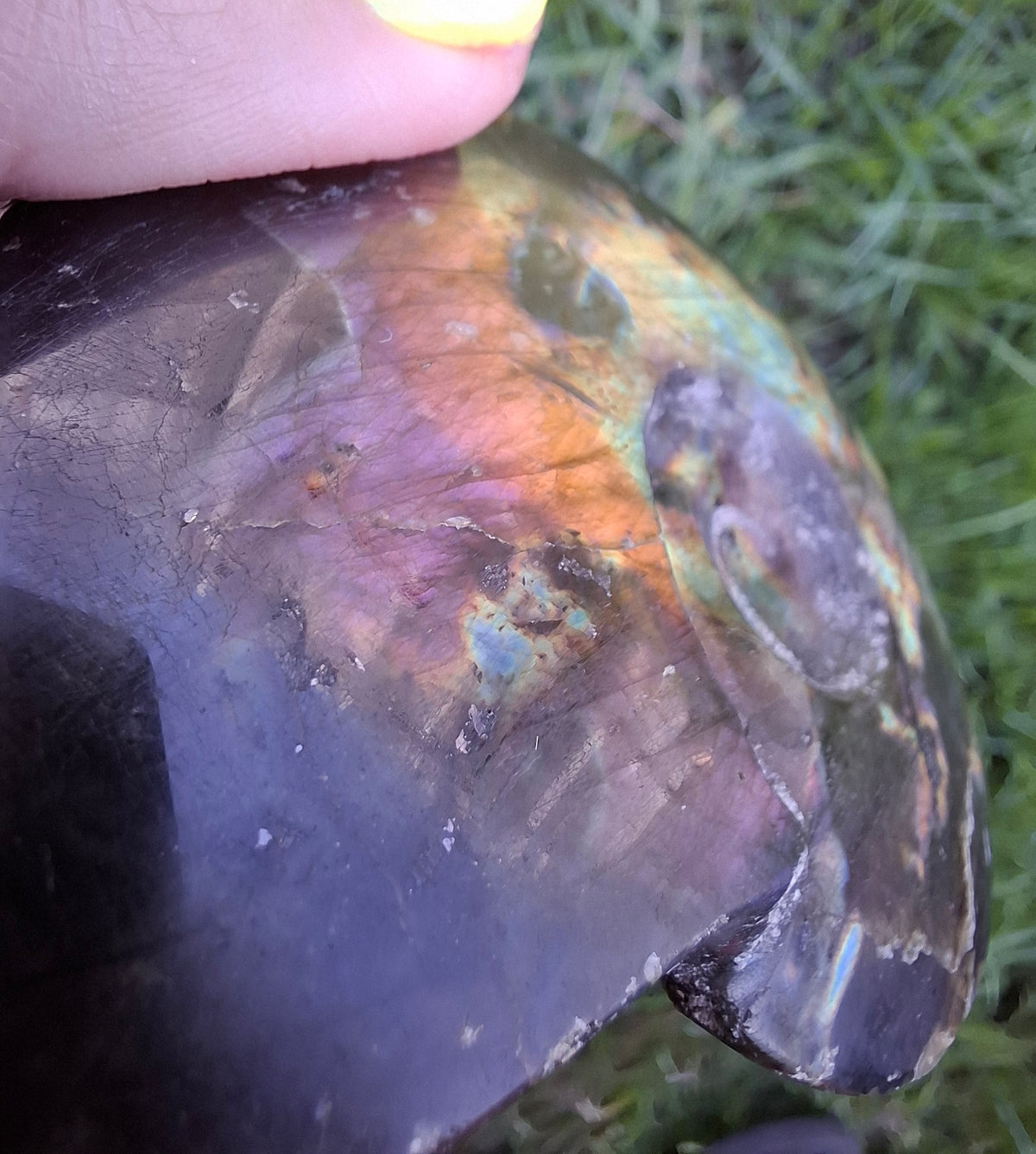 Labradorite Ammonite Carving, 160.21g, Crystal (Ref: laba4)